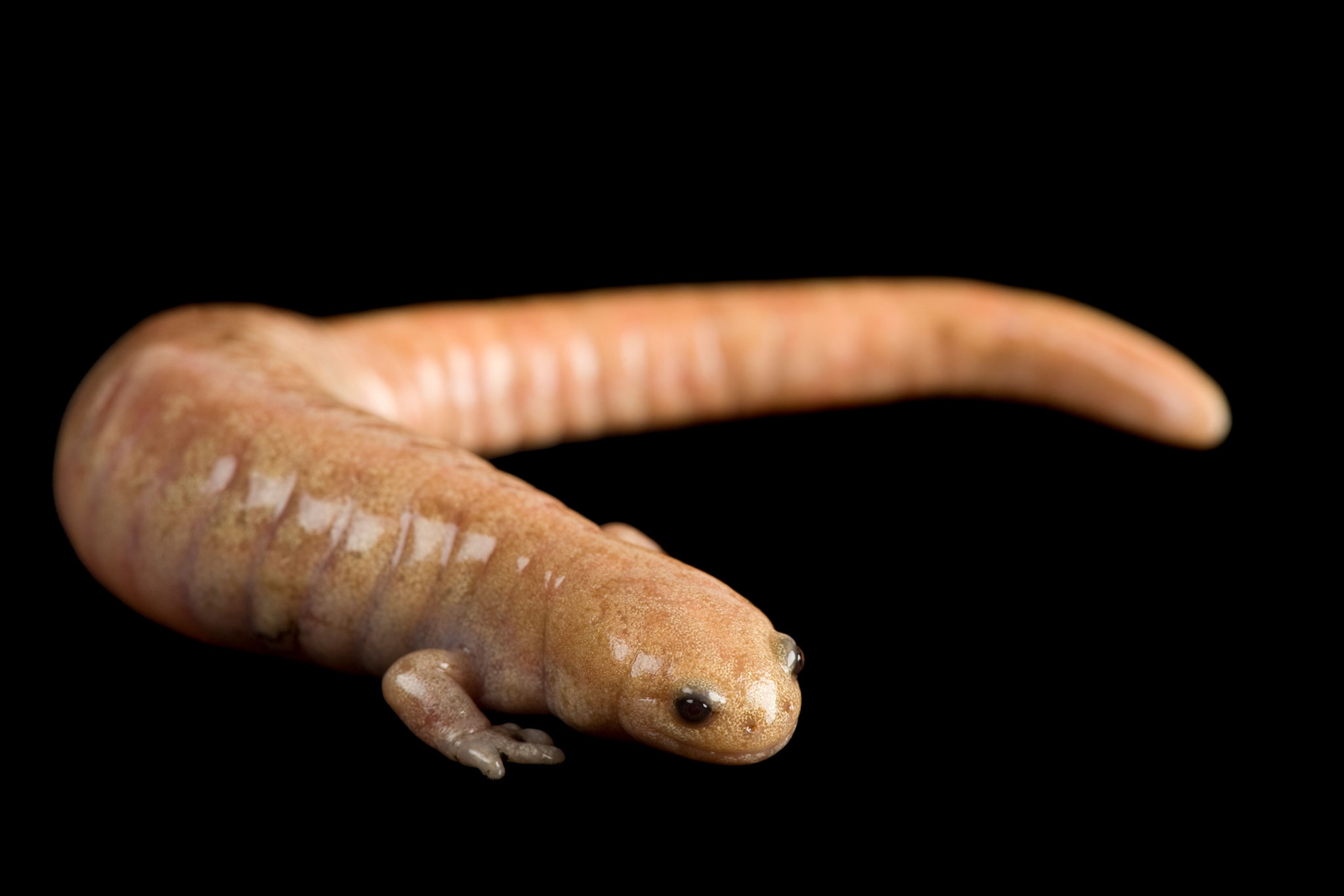 an albino streamside salamander