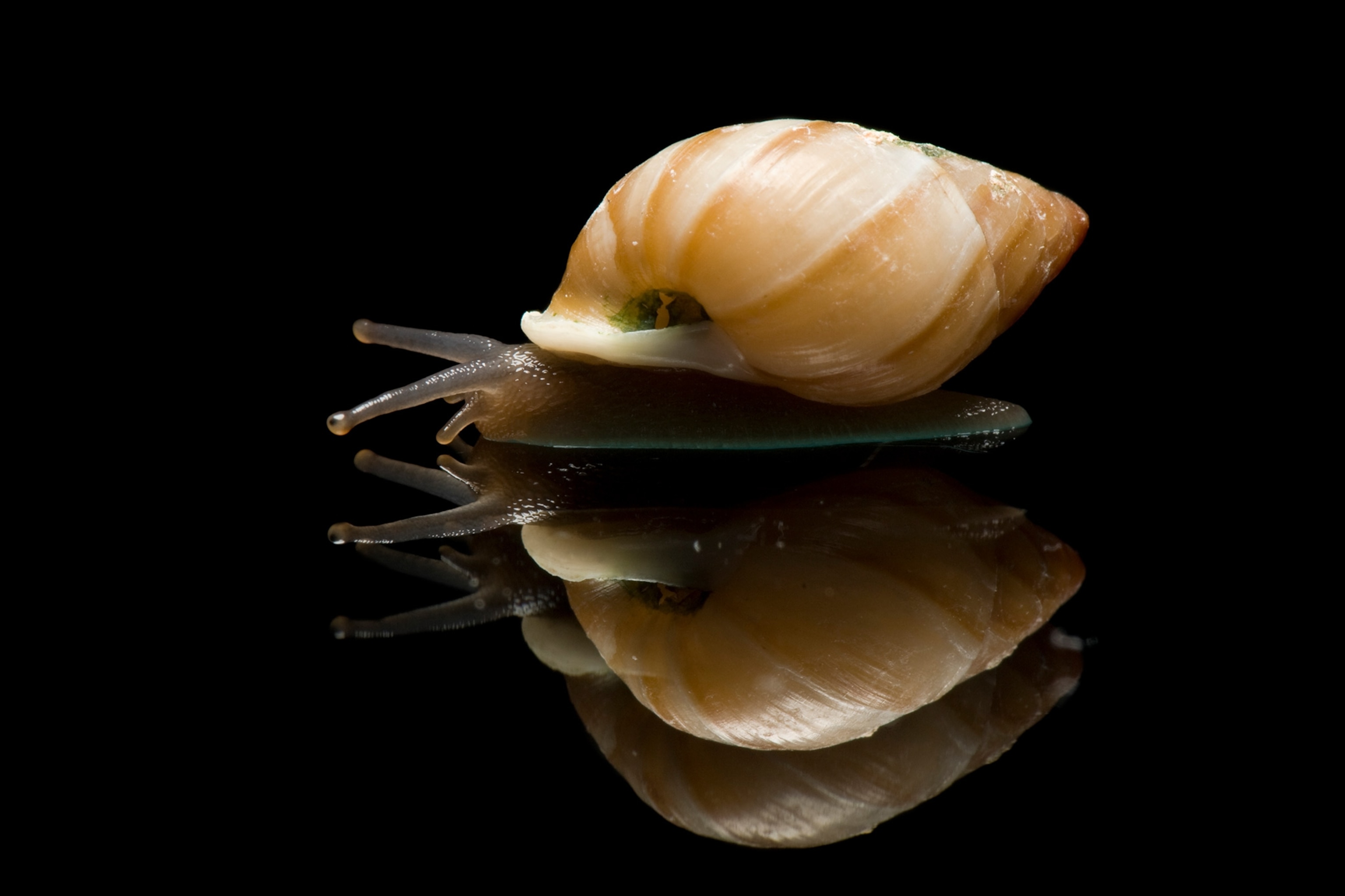 a partula snail