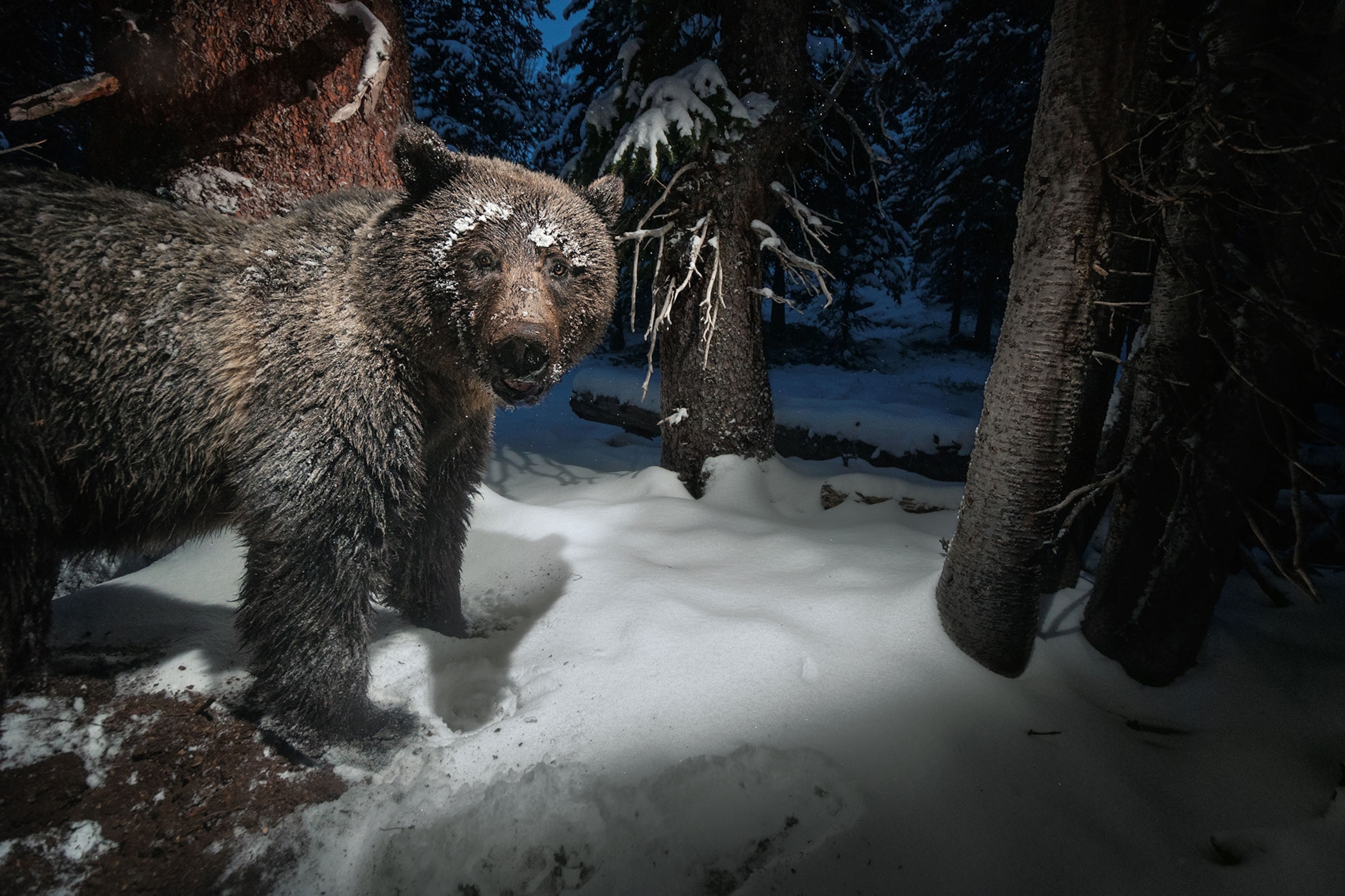 a grizzly bear in Yellowstone national park