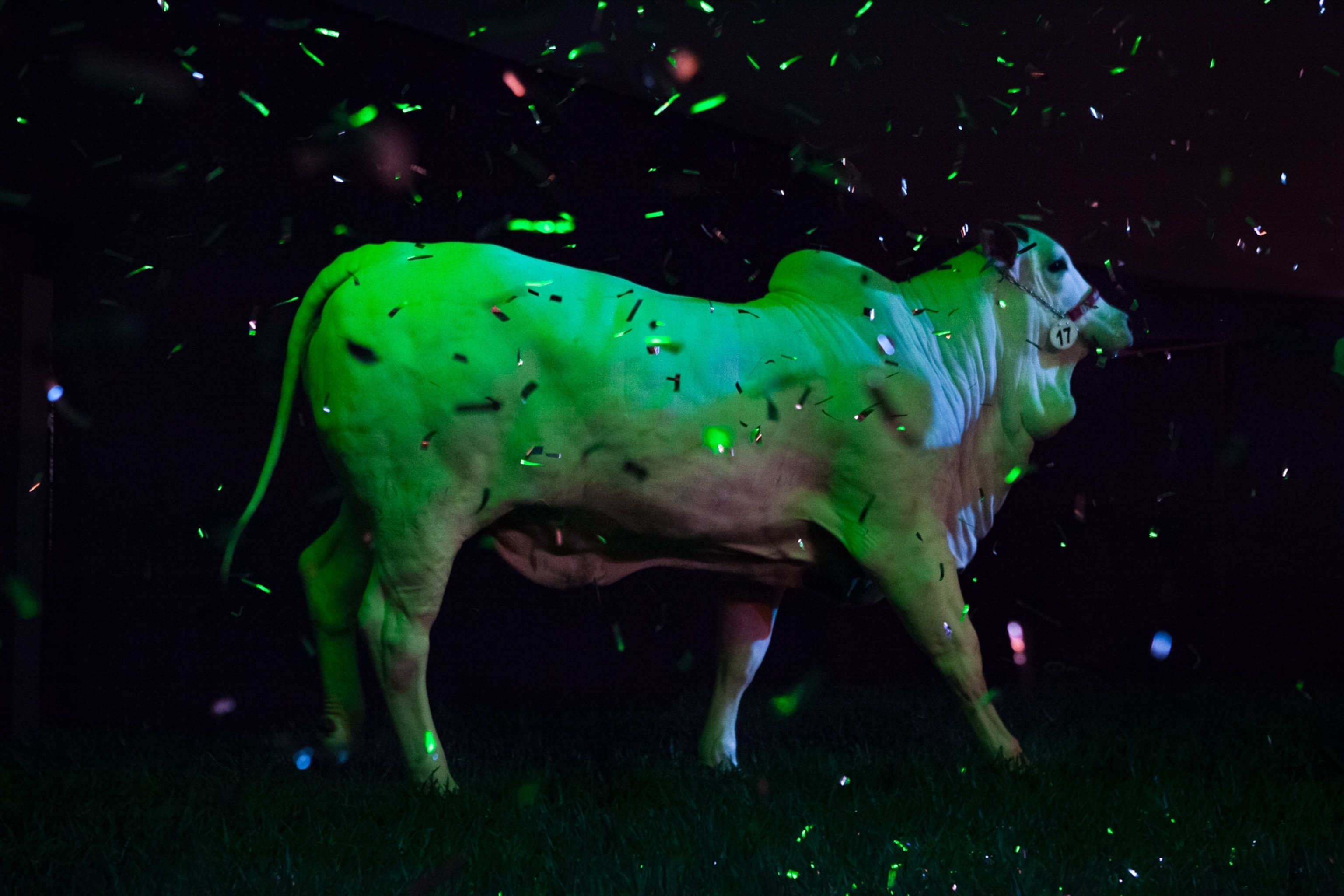 a cow walks in a dark space surrounded by confetti