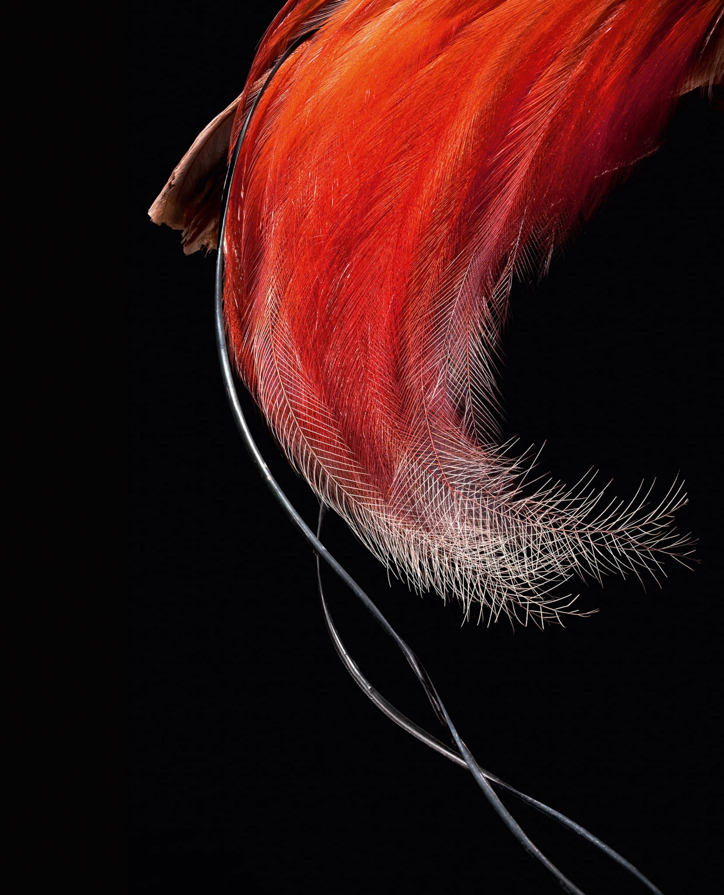 flank plumes of a male red bird of paradise