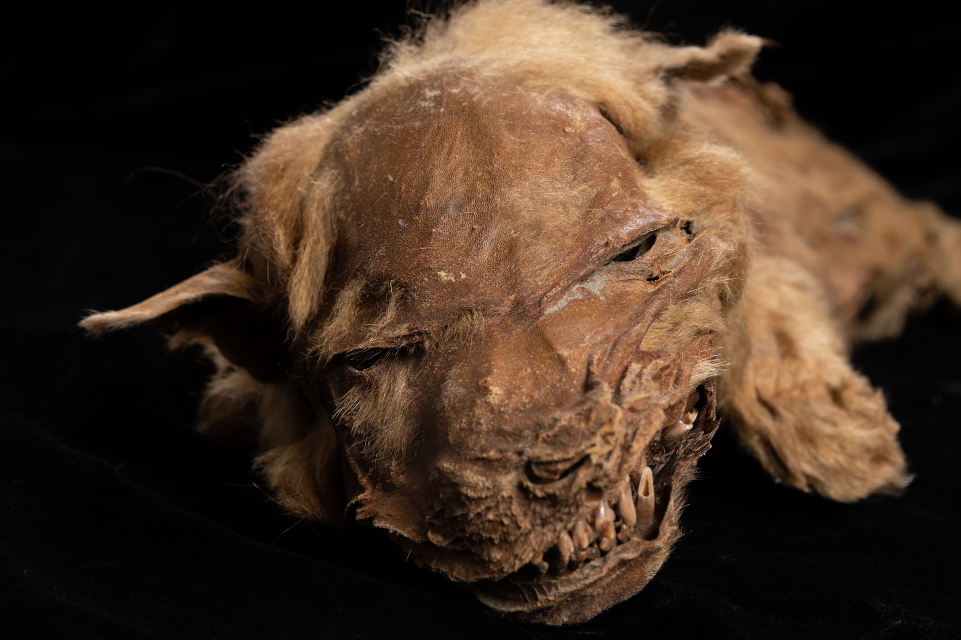 well-preserved wolf pup