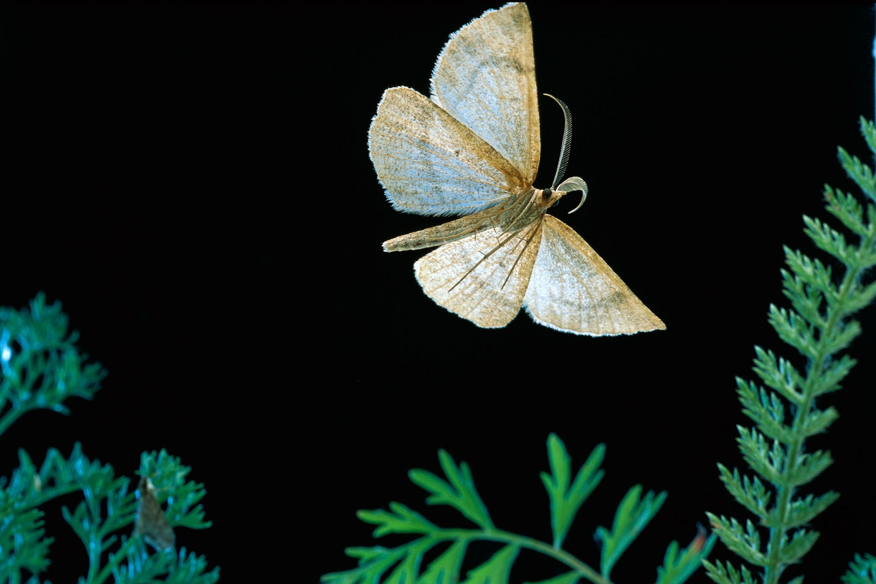 a looper moth