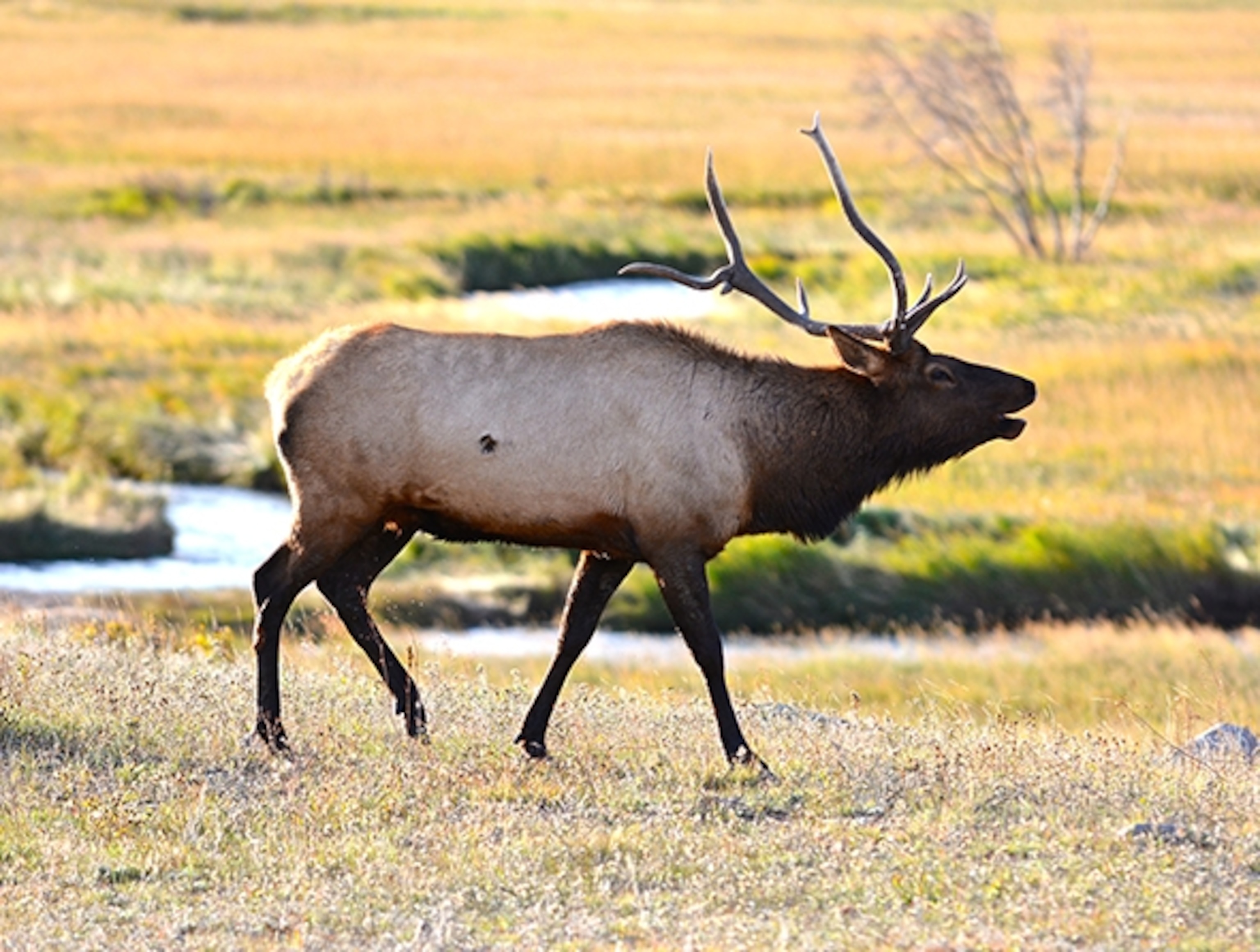 A bull (male) elk bugling in Rocky Mountain National Park (Photograph by Rainer Jenss)