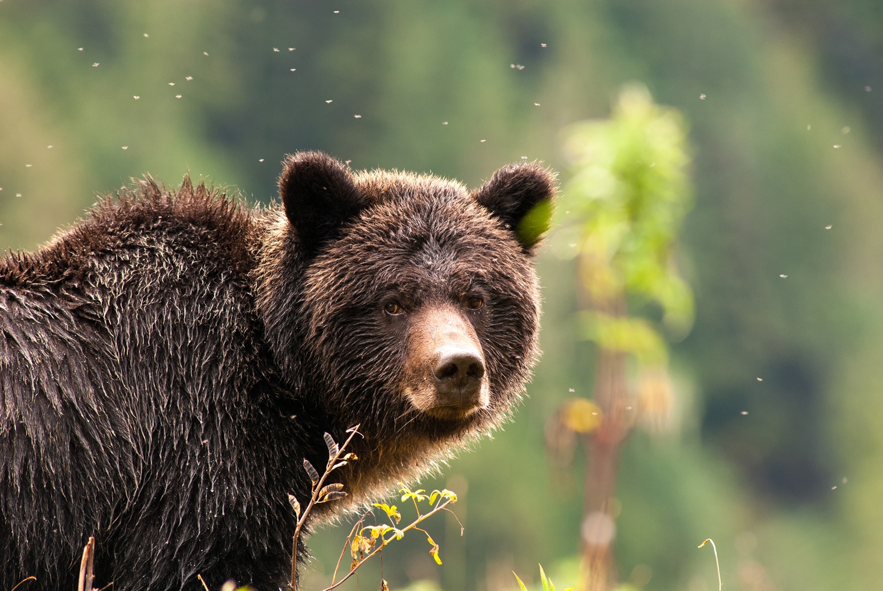 A close up of a grizzly bear.