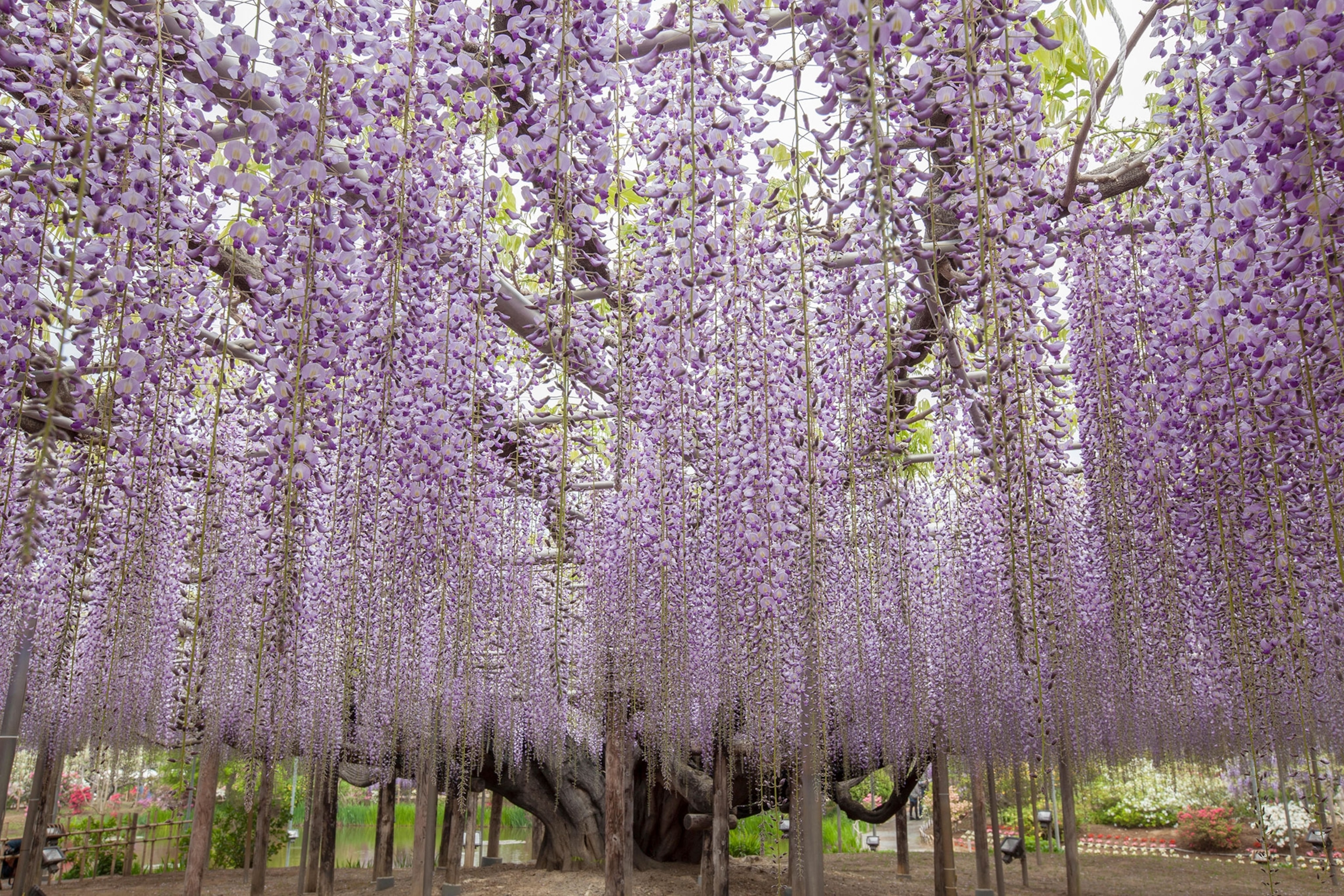 a wisteria tree in Japan
