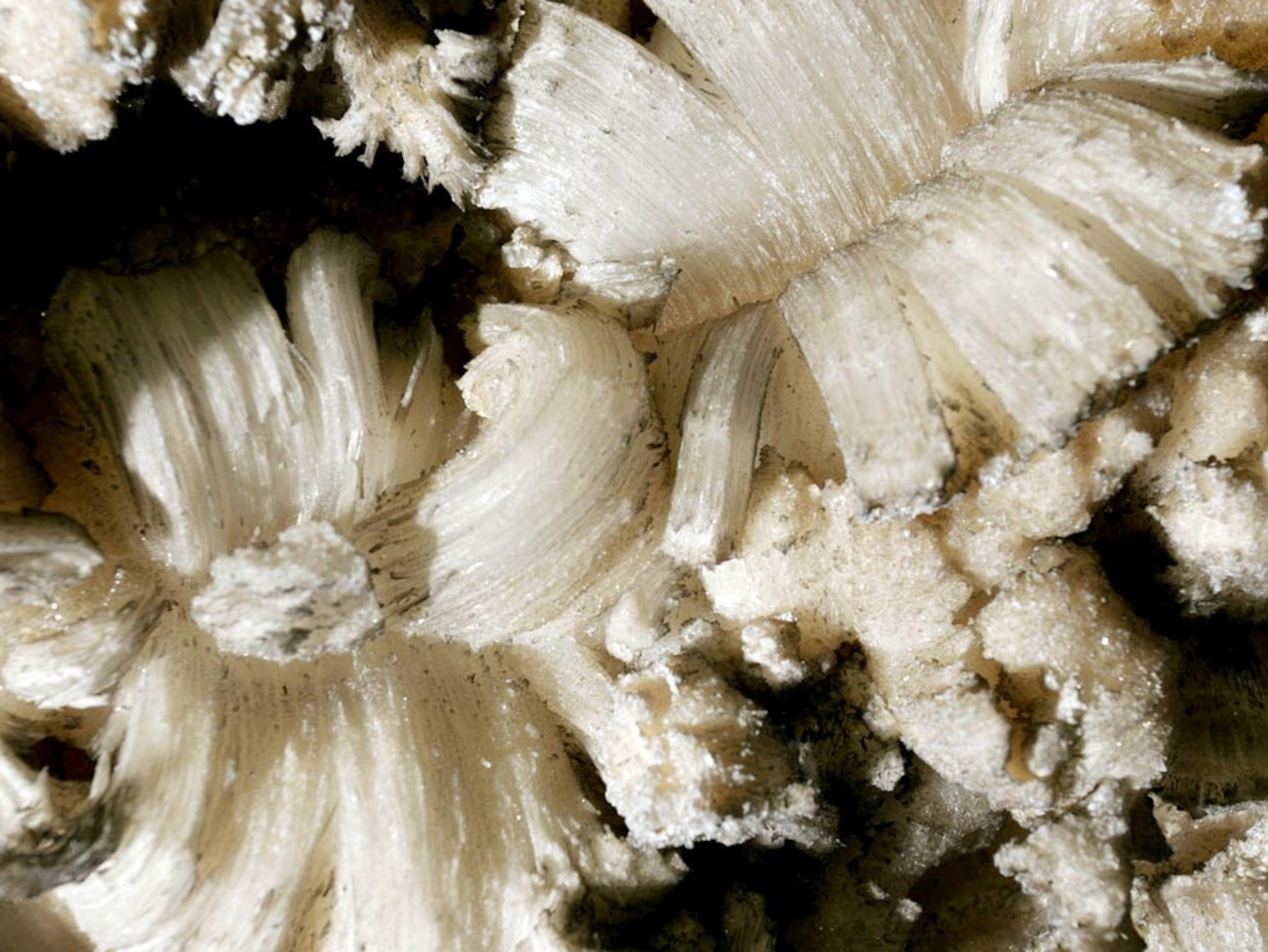 Gypsum flowers in Mammoth Cave