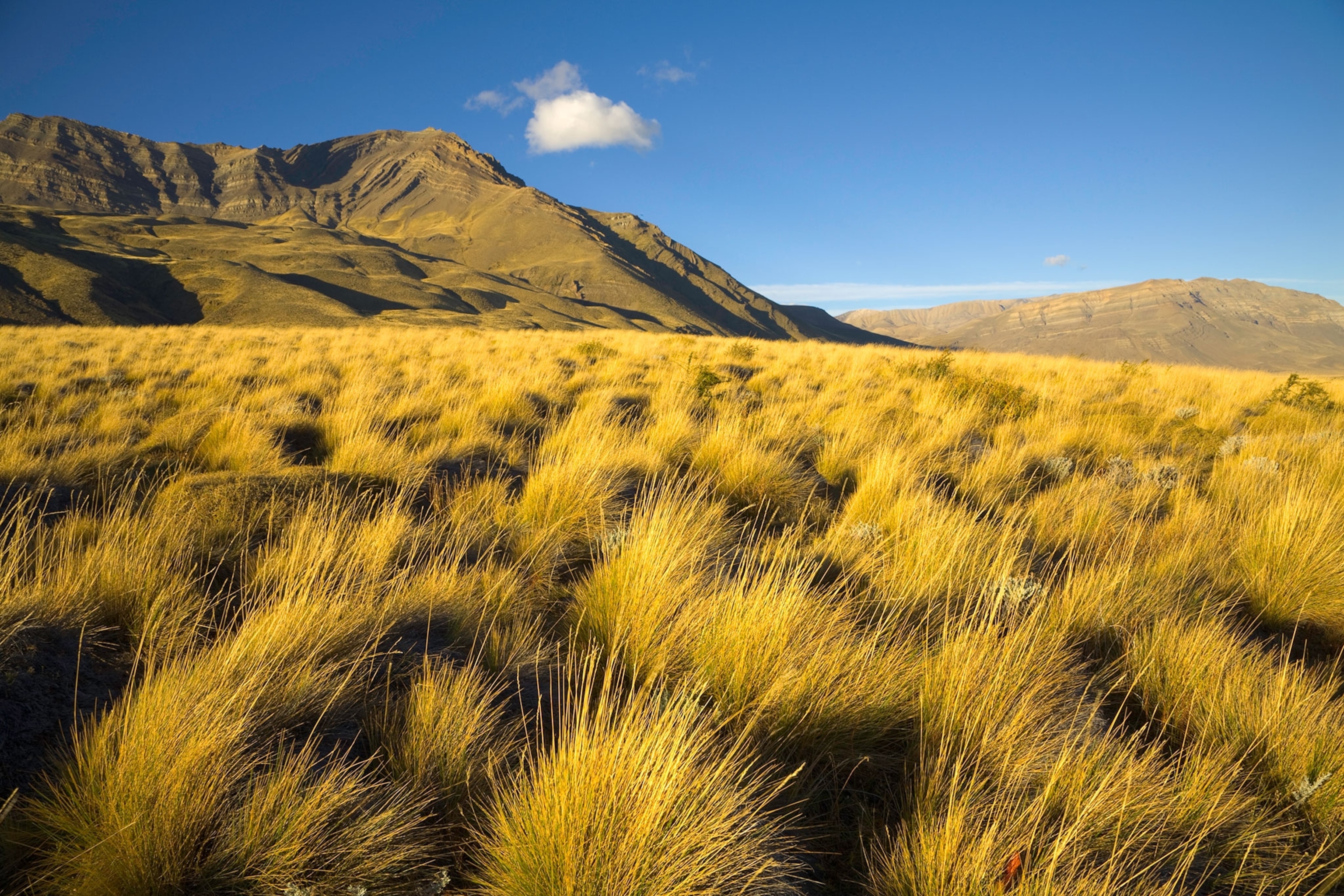 arid pampas steppe grassland