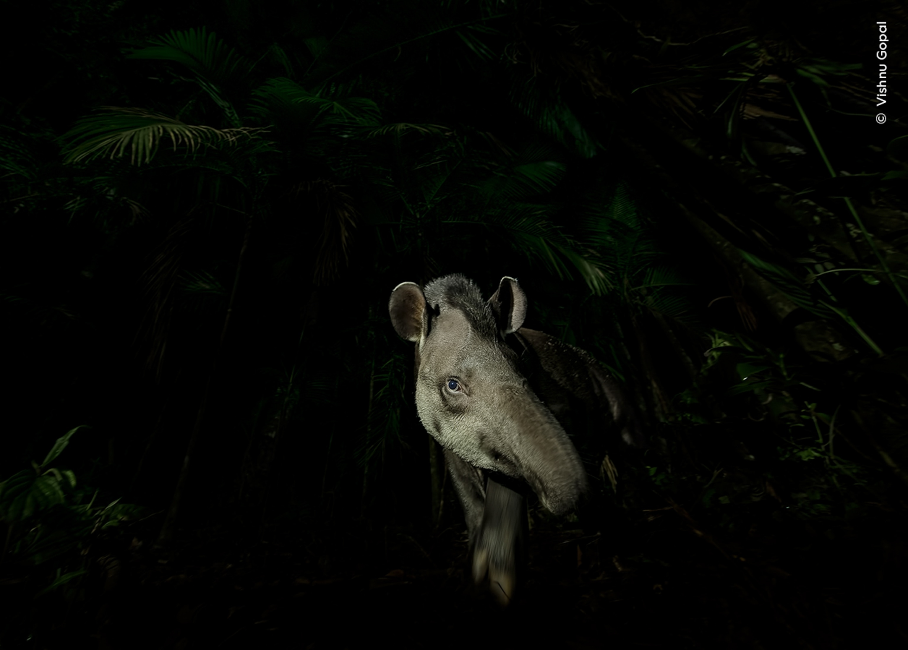 A lowland tapir stepping cautiously out of a rainforest at night.