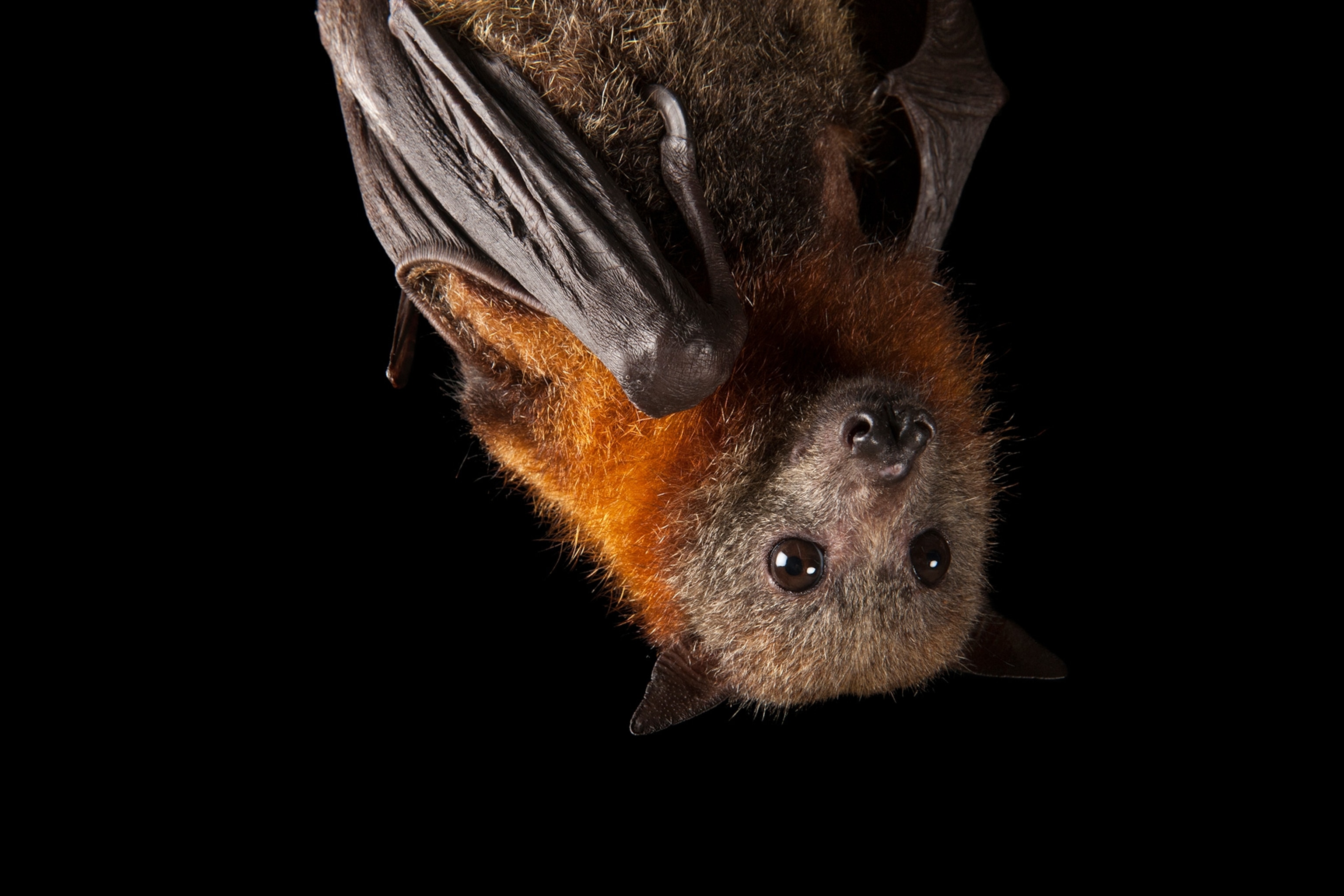 a grey-headed flying fox