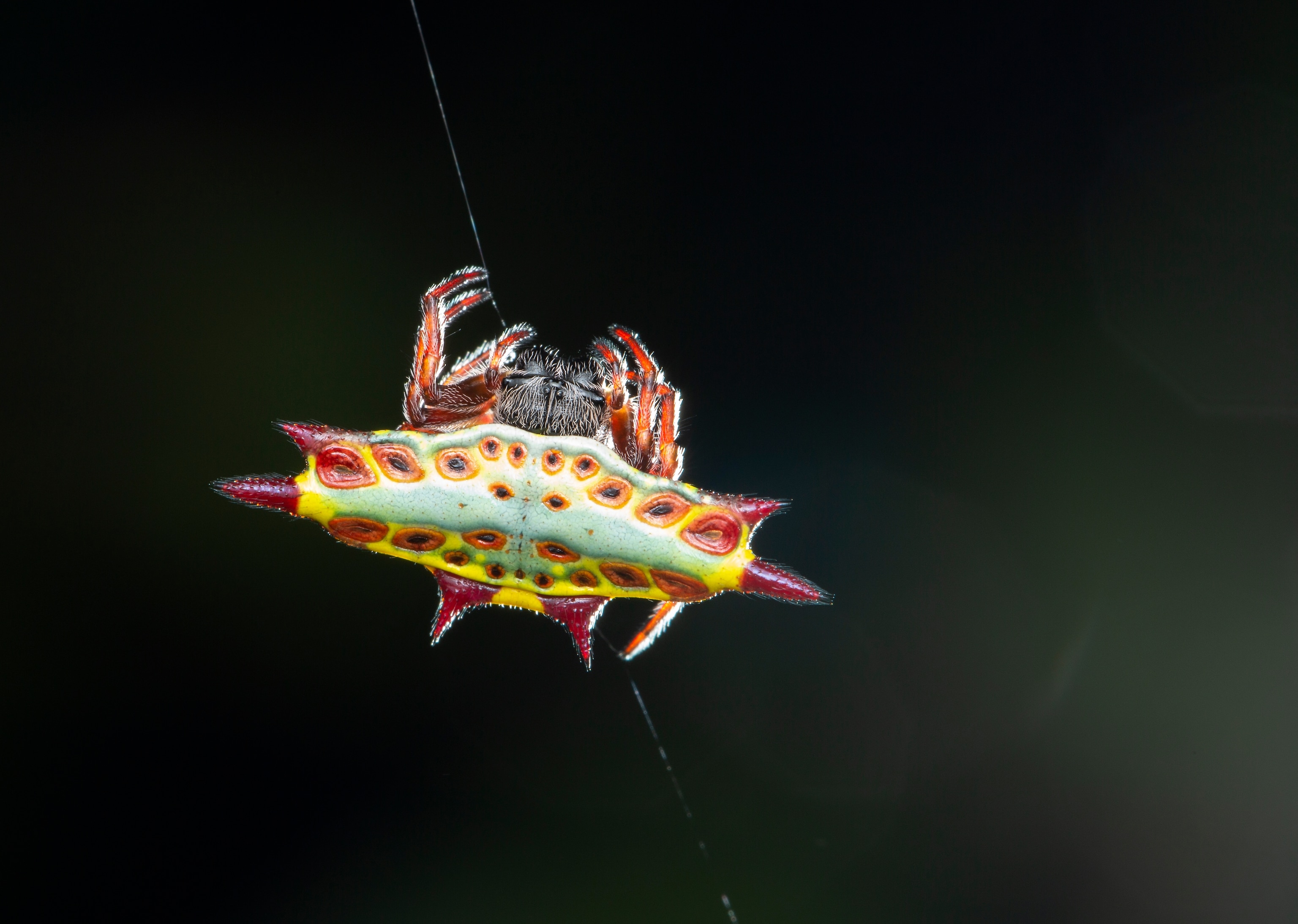 A spider crawls along web.