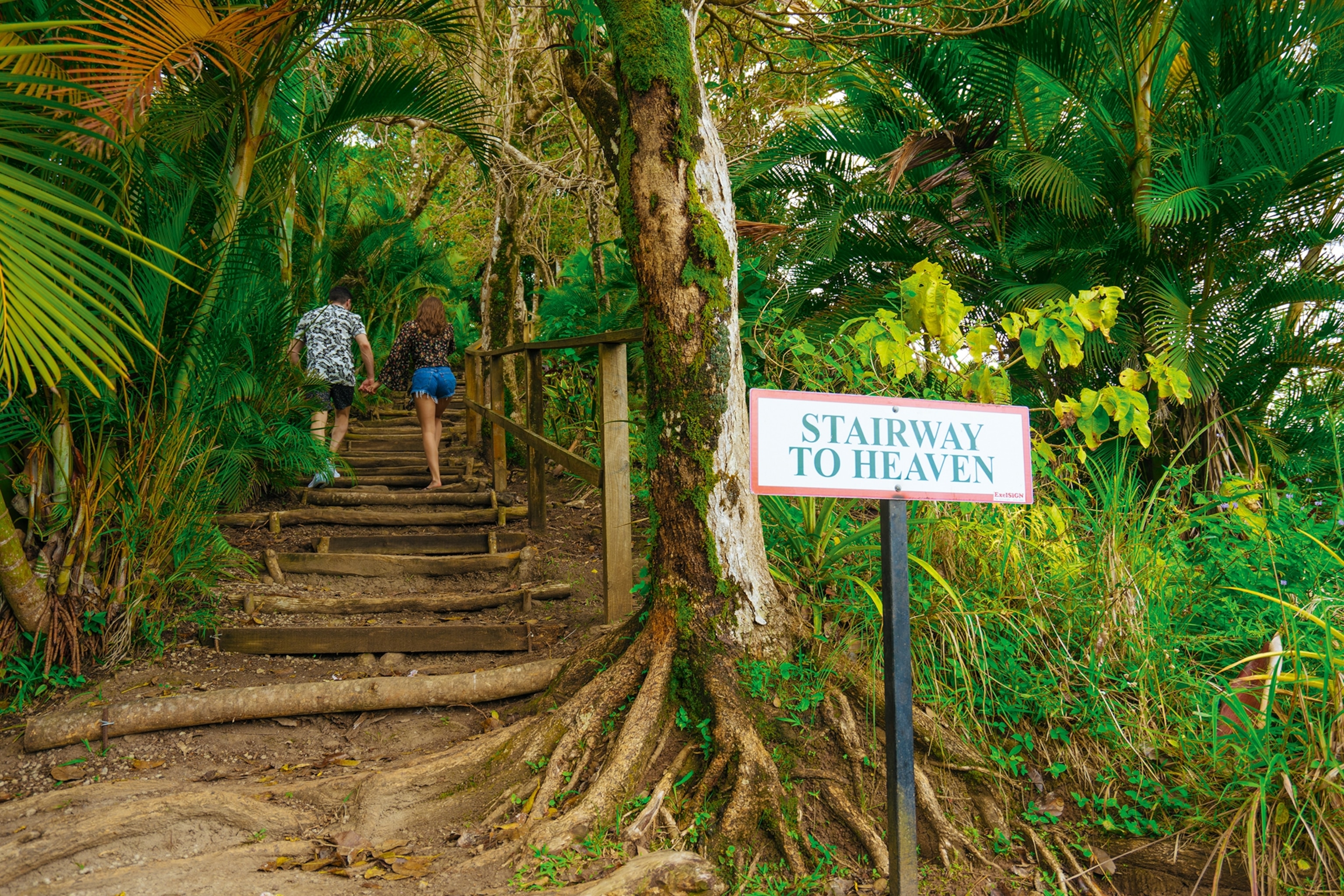 A root-laced tropical forest path with a couple walking up stairs.