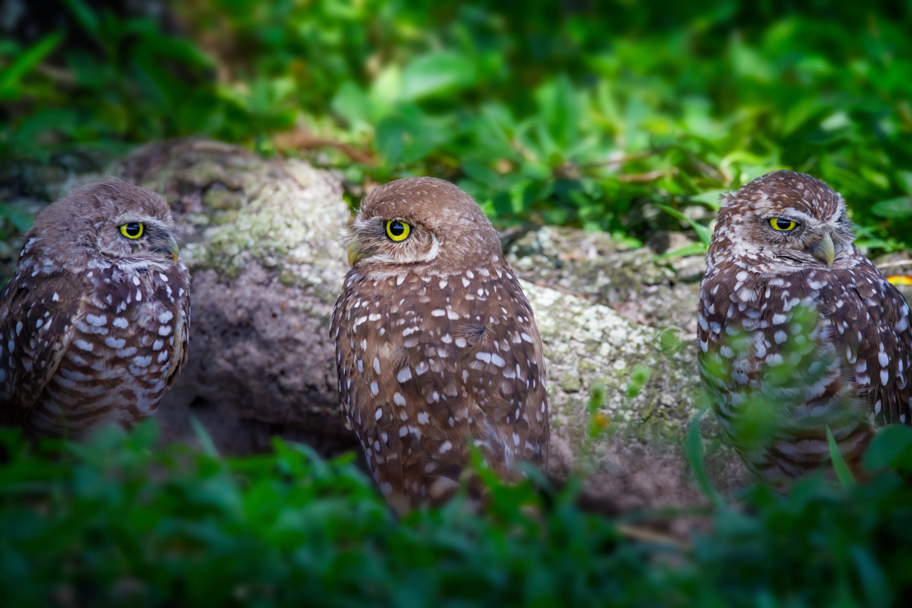 Three burrowing owls stand by their burrow, each looking out in a different direction.