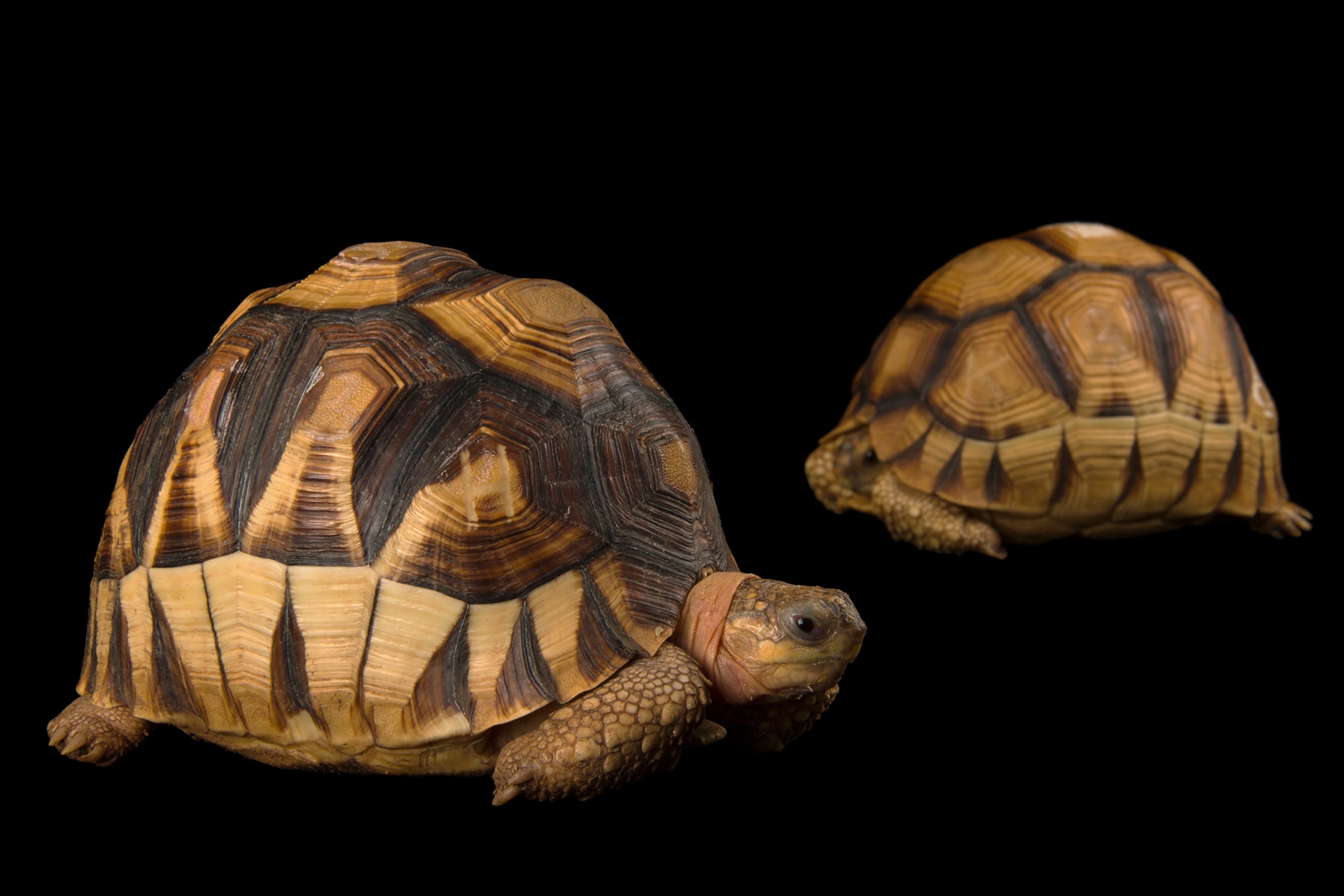 two critically endangered ploughshare tortoises