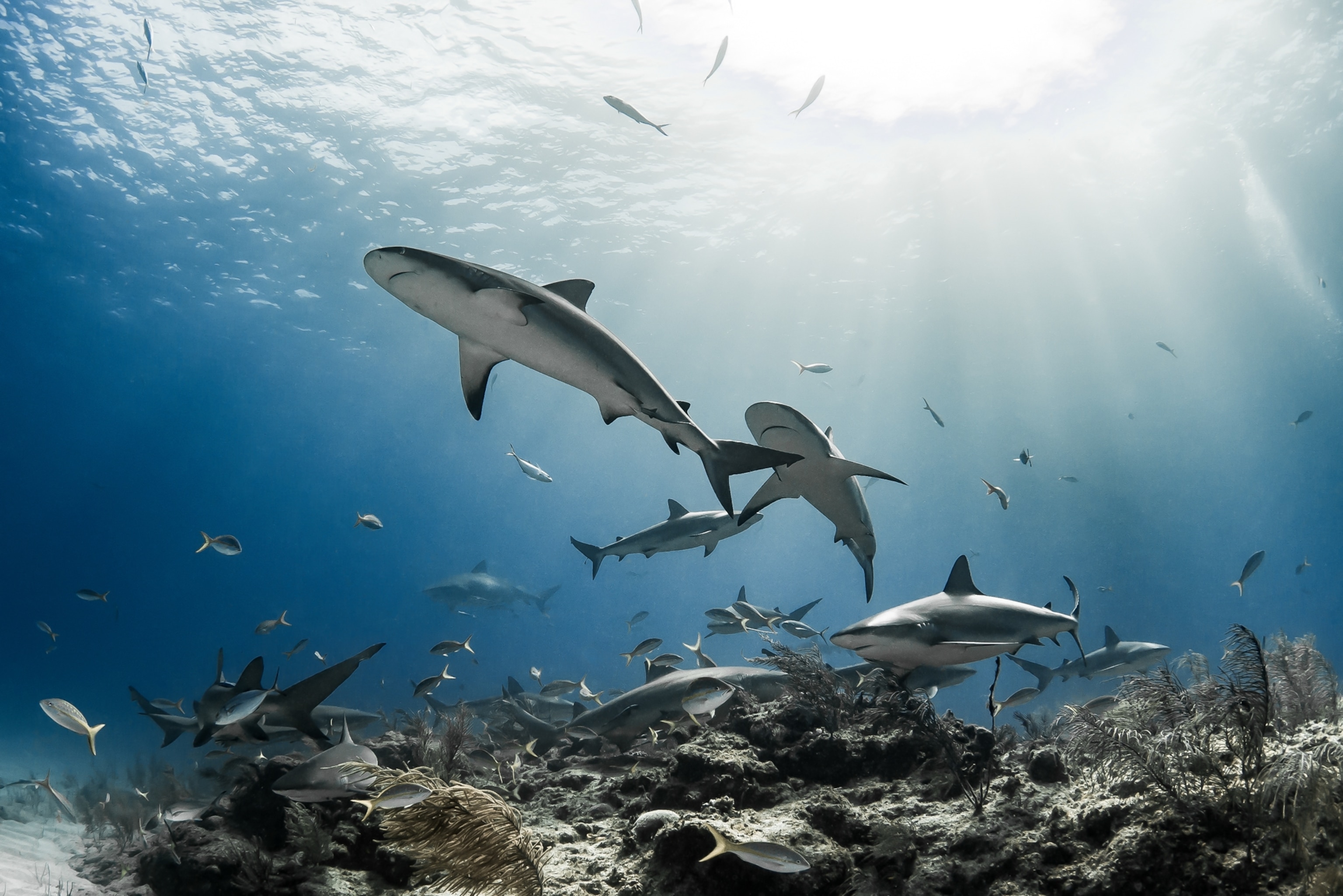 A shark swimming near a group of other sharks