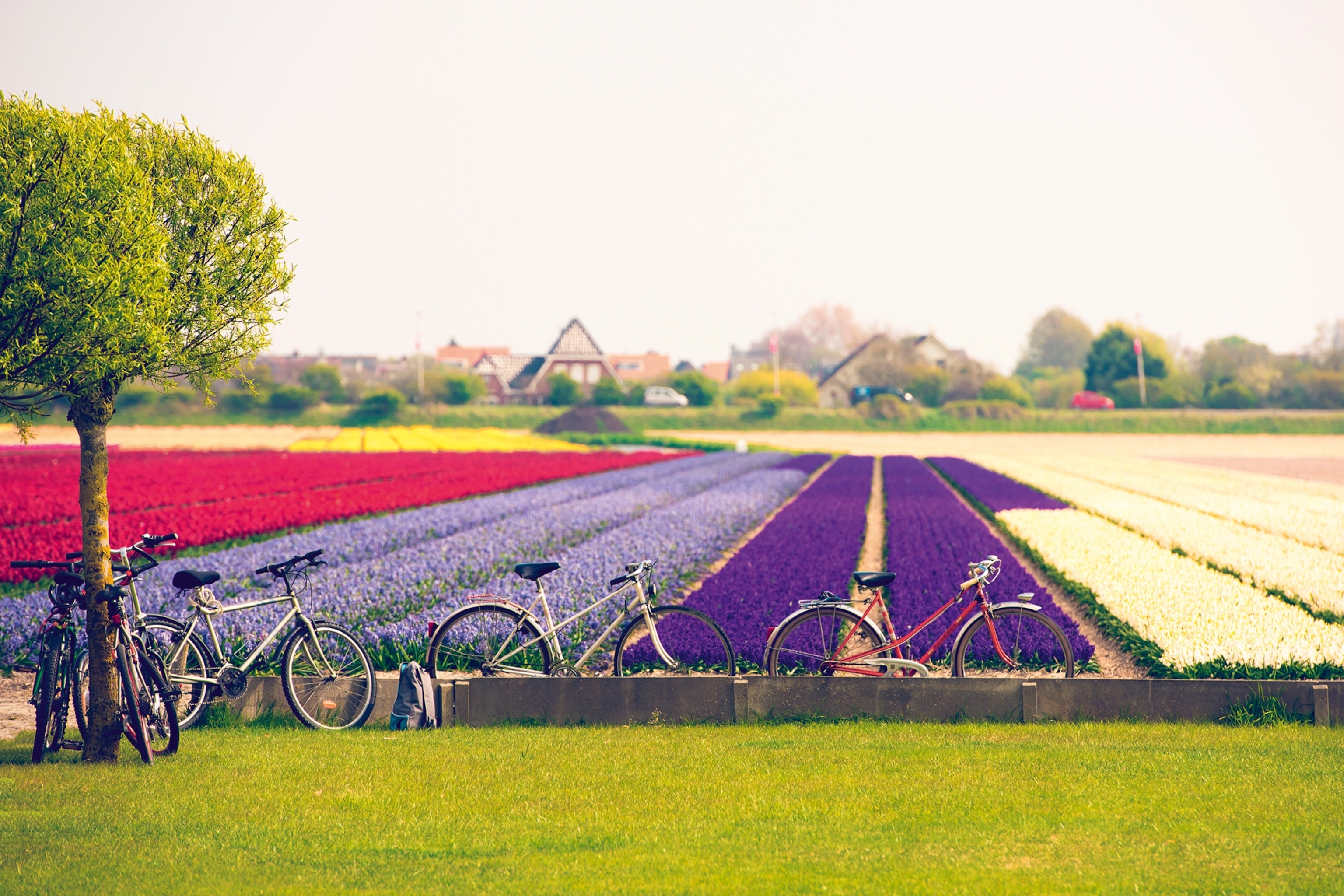 A pciture of tulip fields in the neatherlands. Each sectionof the field is populated only by tulips of one colour, to create a block effect.