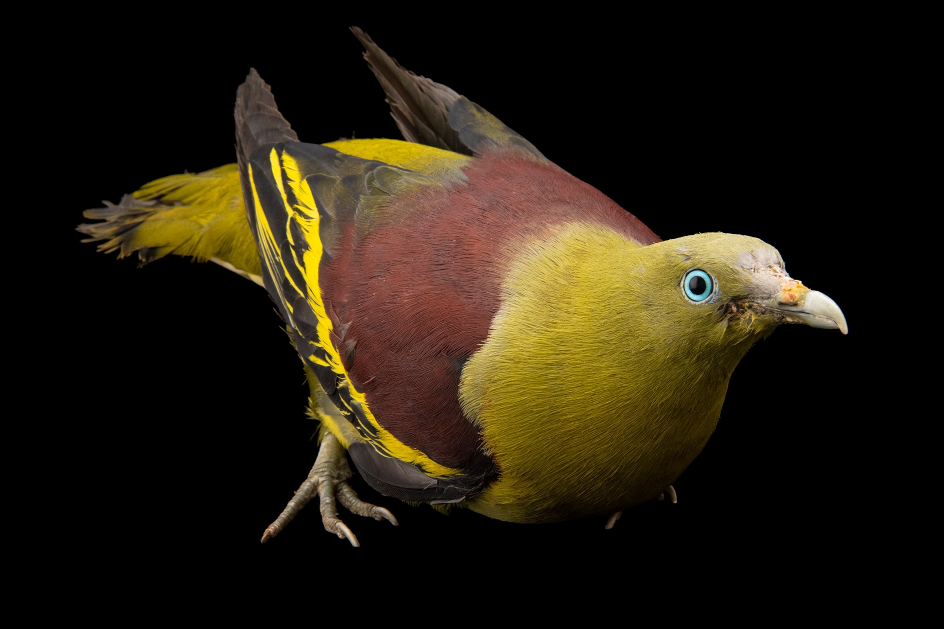 Studio photograph of a Philippine green pigeon