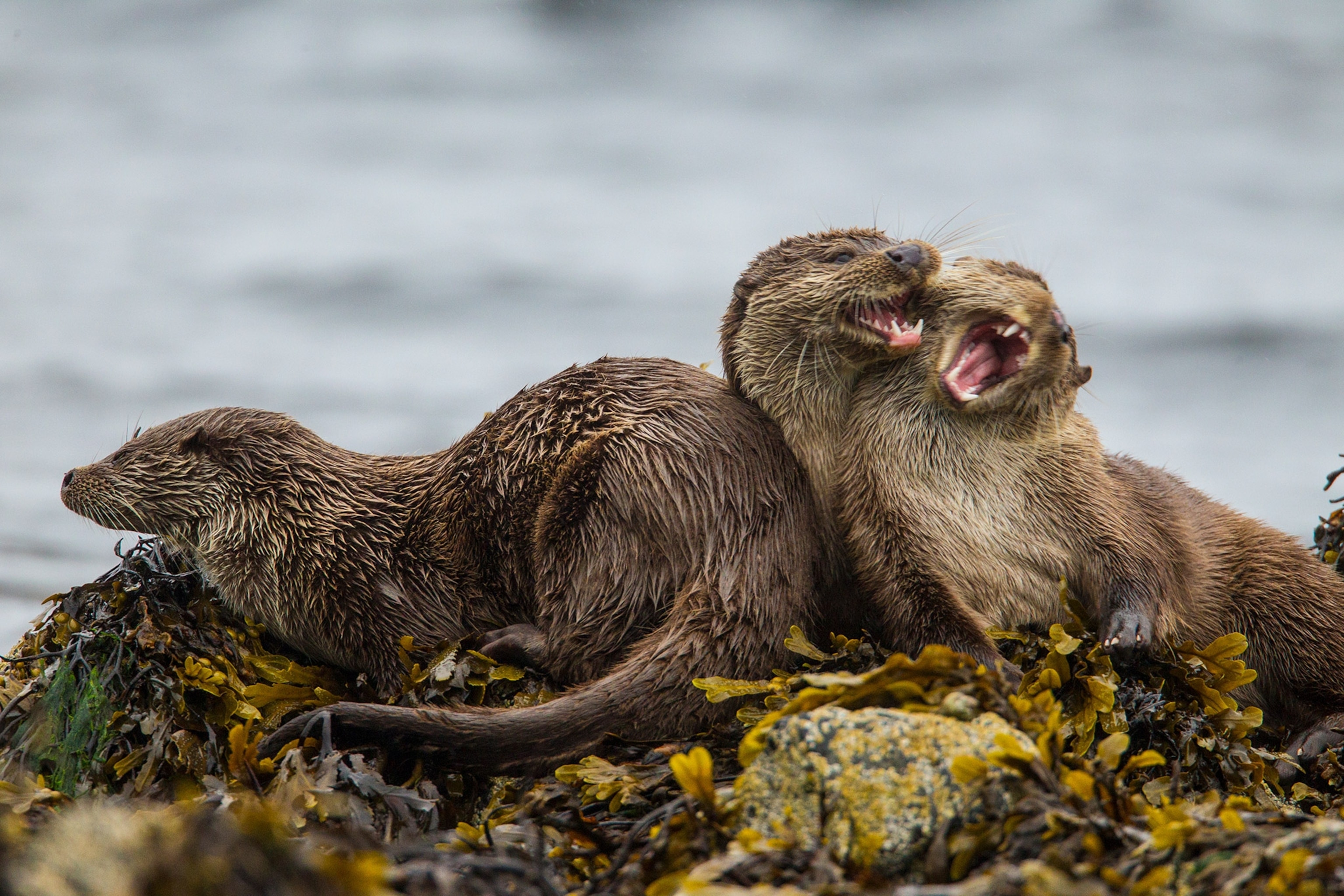 Eurasian River Otters
