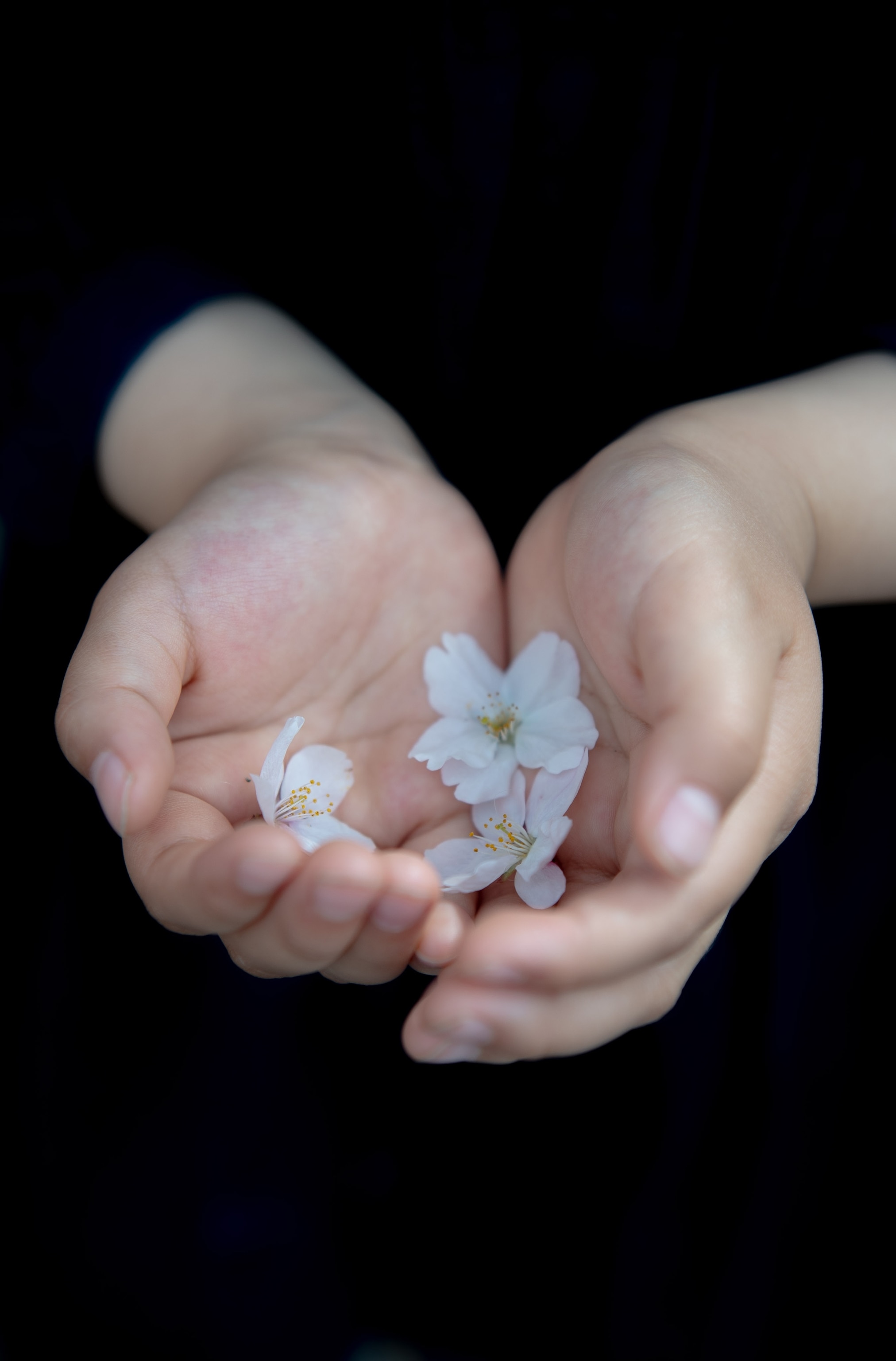 Two hands cupping cherry blossoms against black.