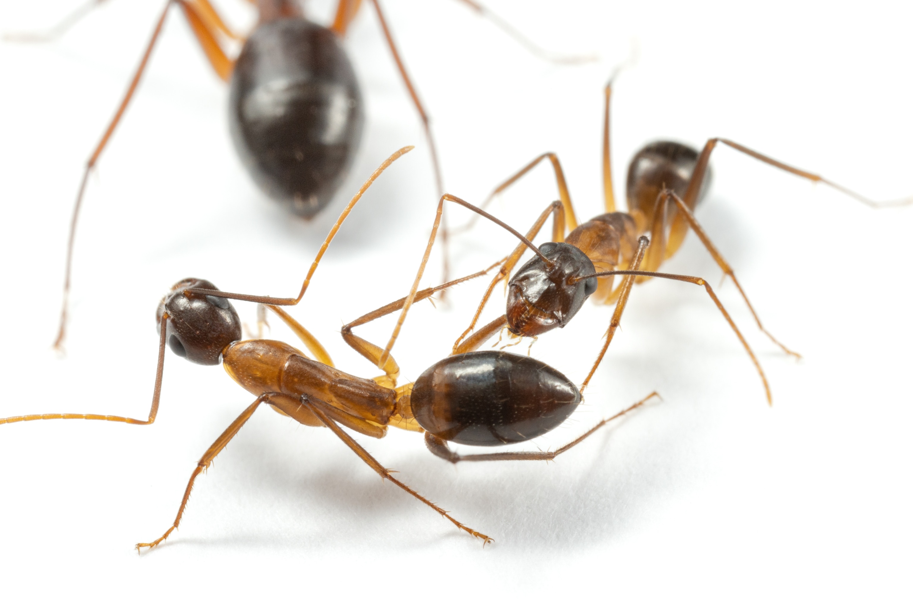Carpenter ants jaws near another carpenter ants broken leg.