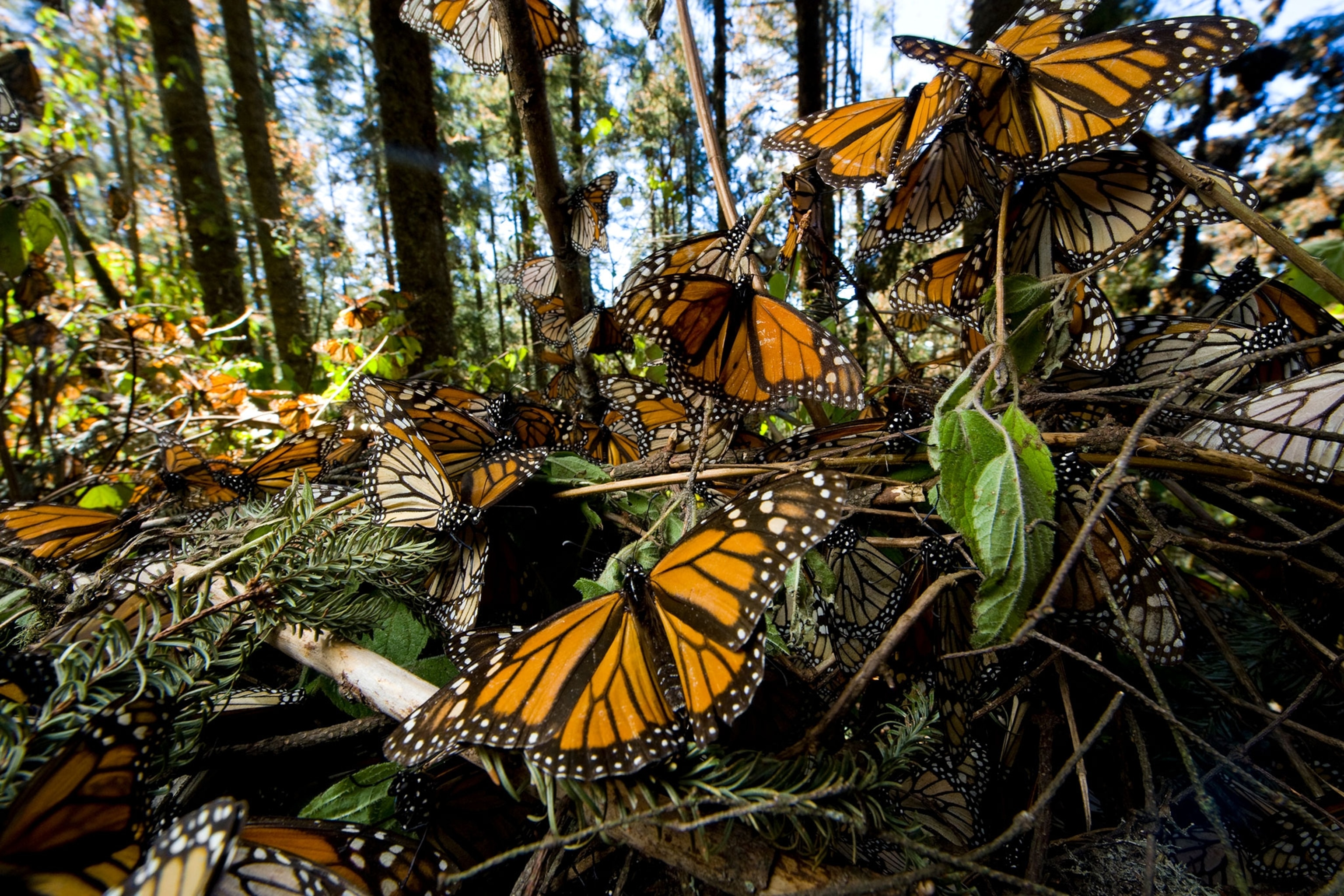 monarchs, Danaus plexippus, in the Sierra Chincua sanctuary, Mexico