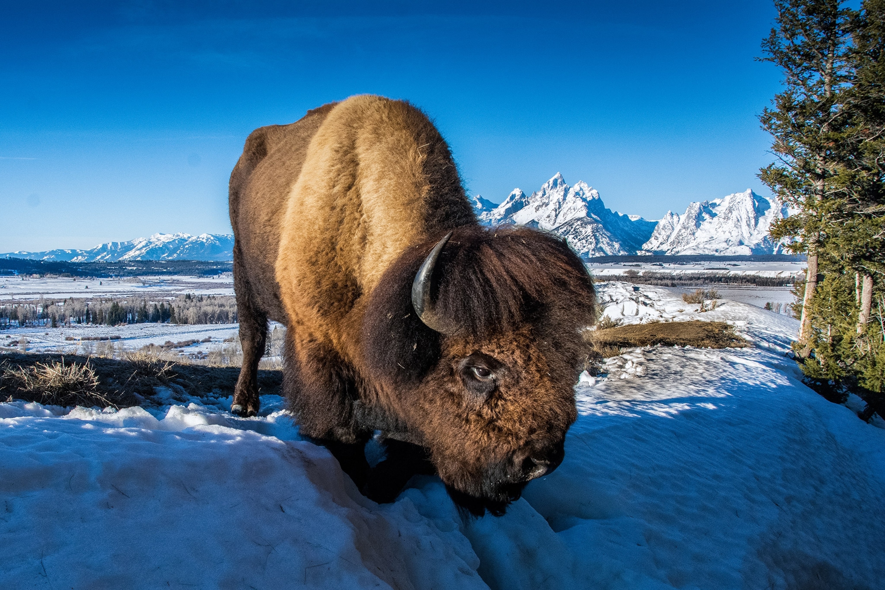 A remote camera captures a bison in Grand Teton National Park.