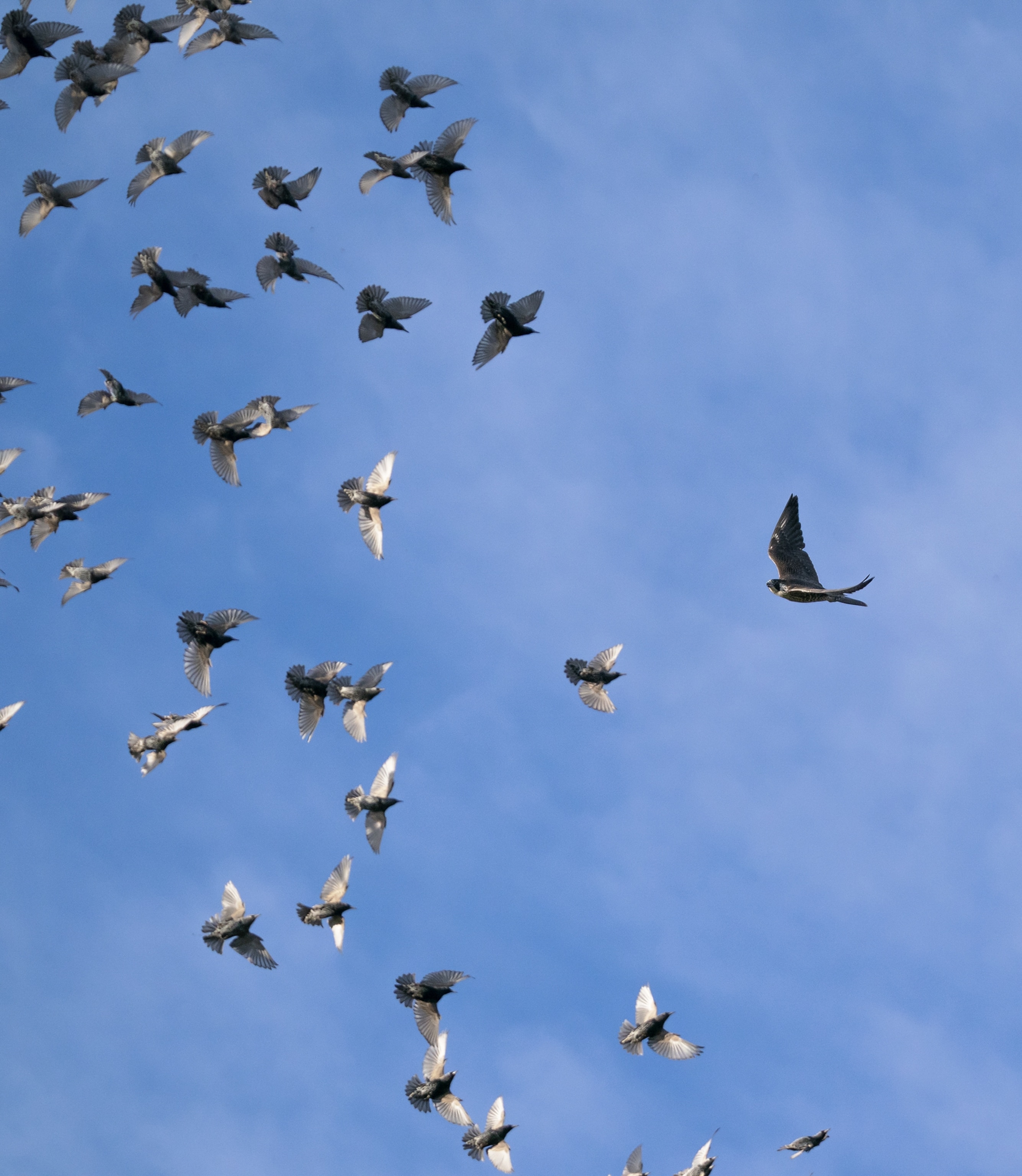 A falcon trying to dive into a pack of starlings