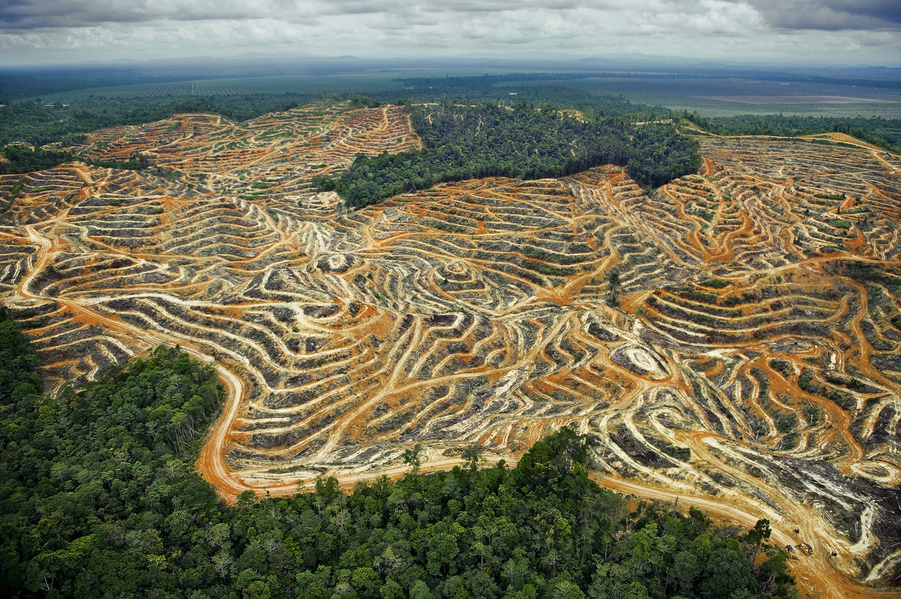 deforestation