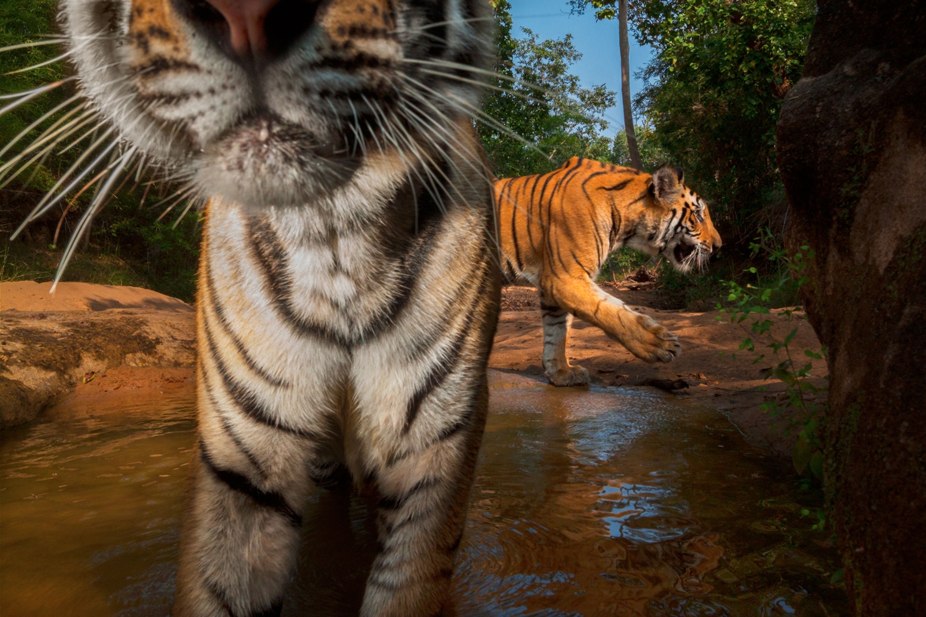 a tiger