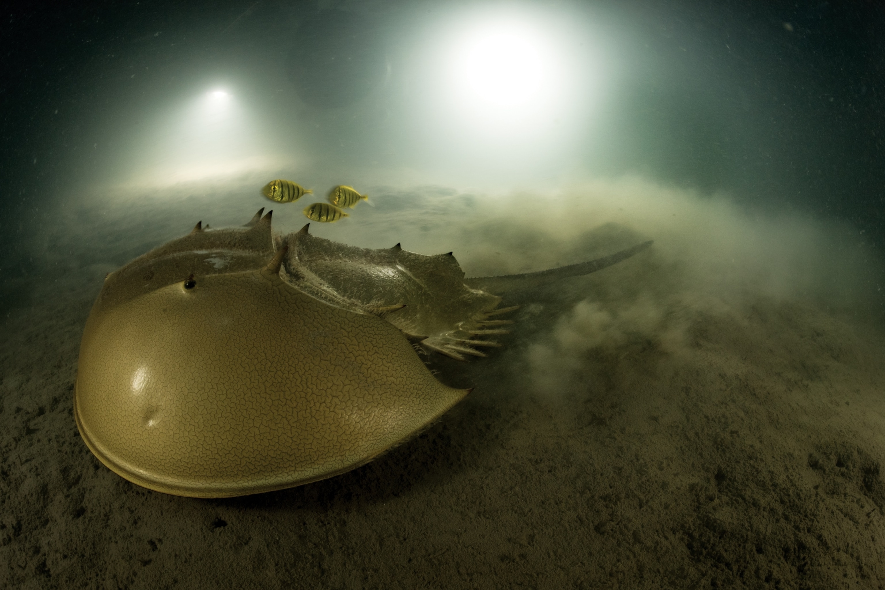 Picture of three golden-yellow and black striped fish swimming above a horseshoe crab as it stirs up sand in its path.