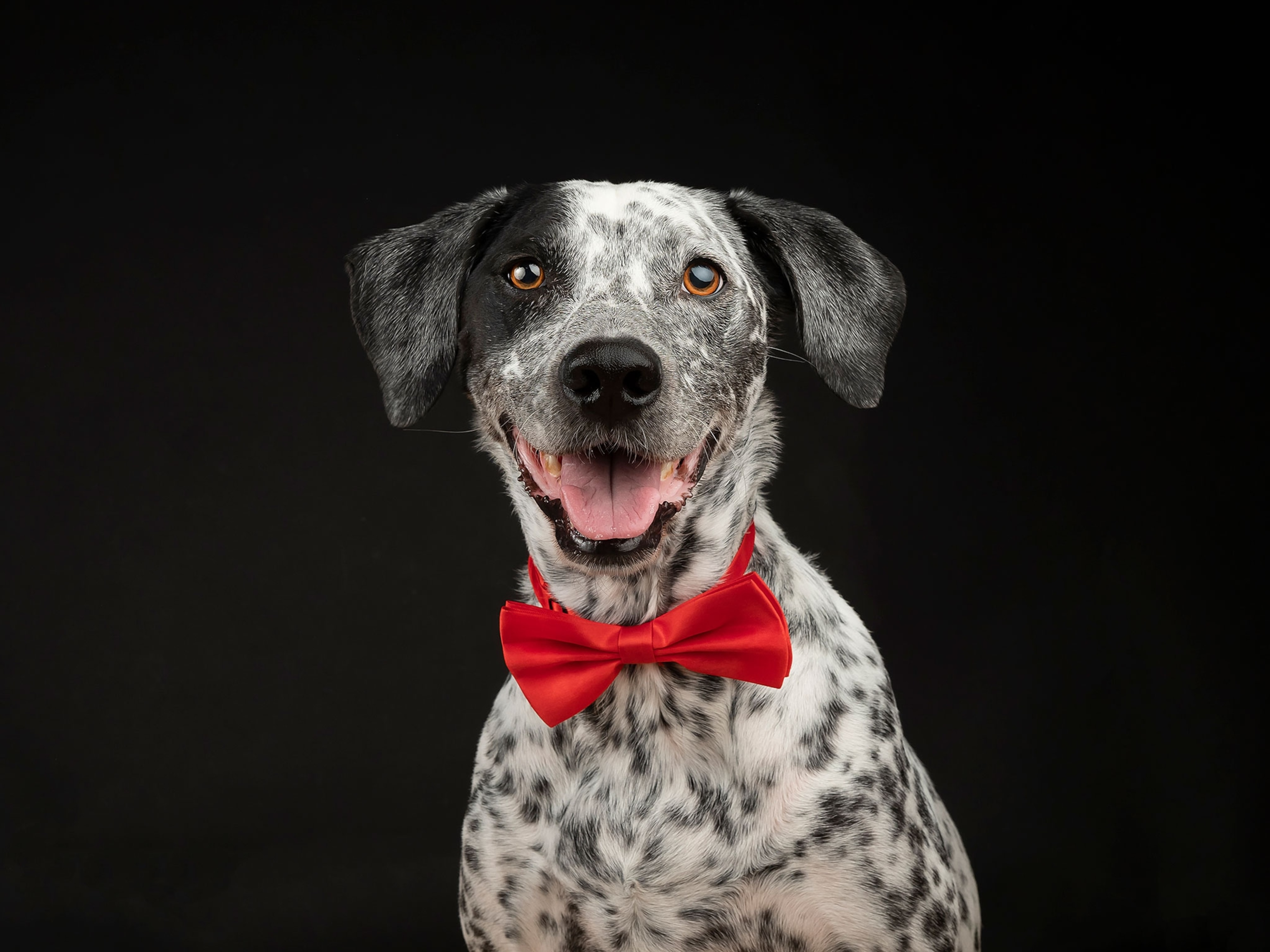 A mixed breed Dalmatian from the shoulders up wearing a red bow tie.