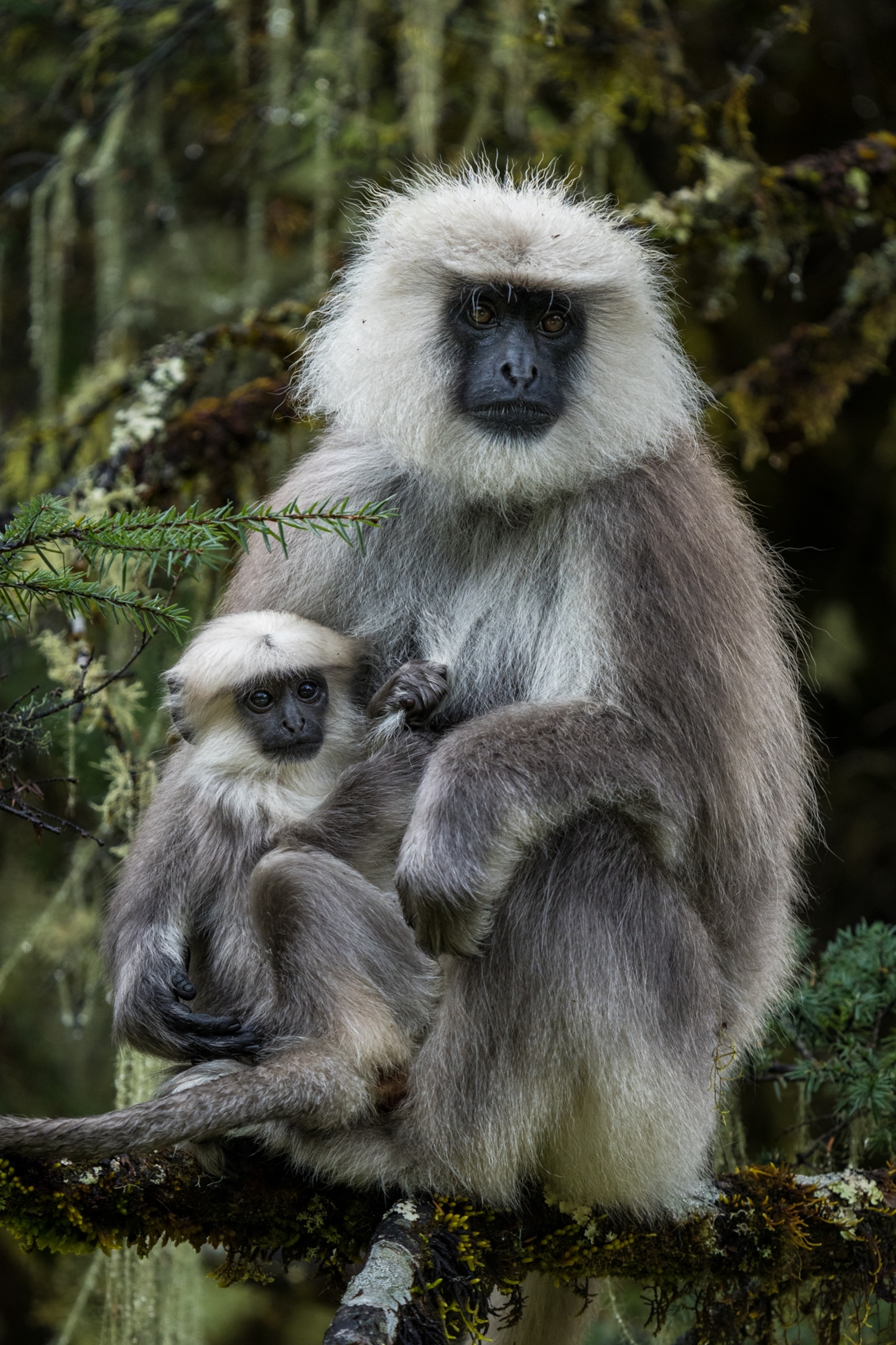 A female gray or Hanuman langur (Semnopithecus entellus) with her young in the Himalayan subtropical broadleaf forests of central Bhutan. Hanuman langurs are one of six, possibly seven, species of non-human primates found in Bhutan.