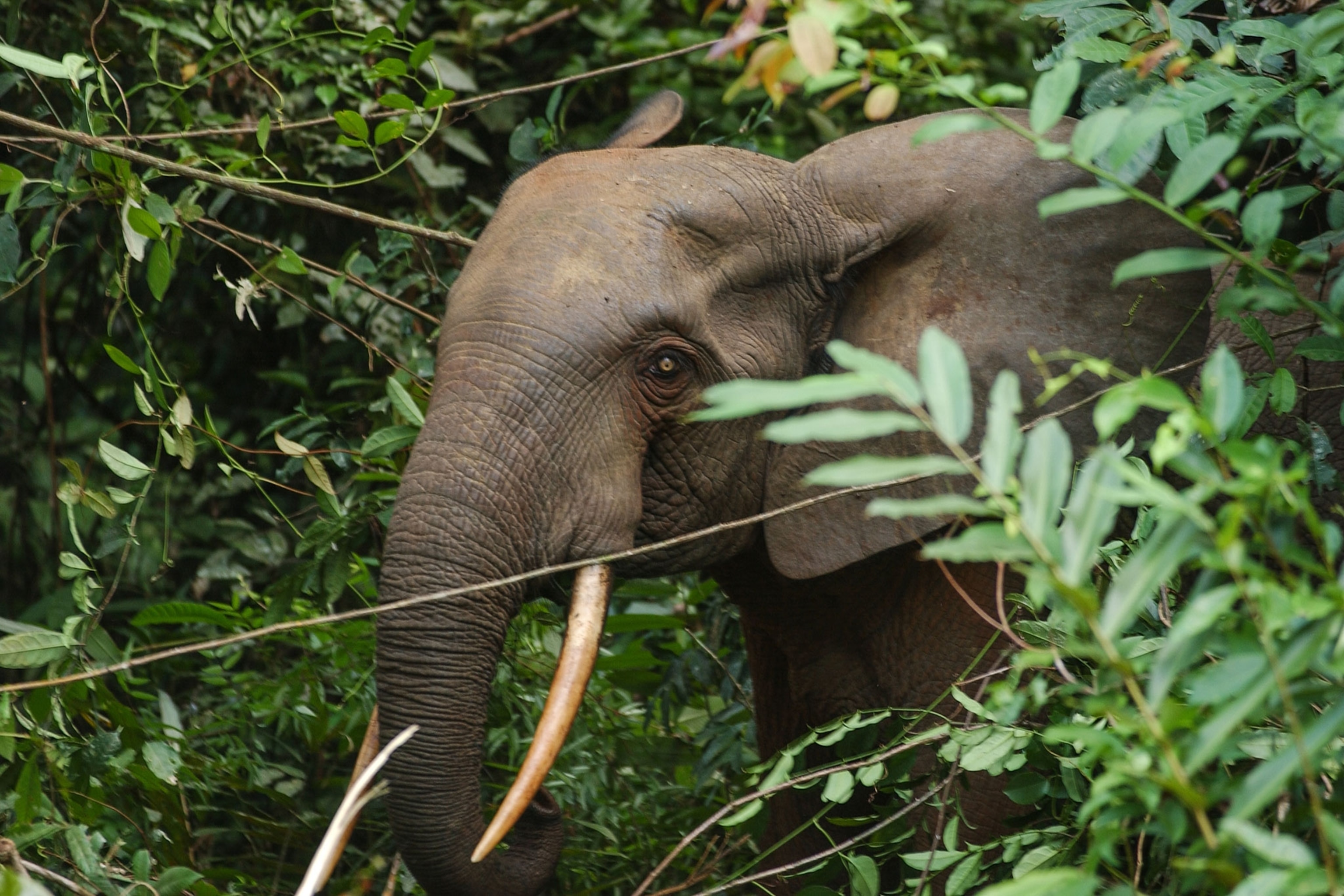 african forest elephant