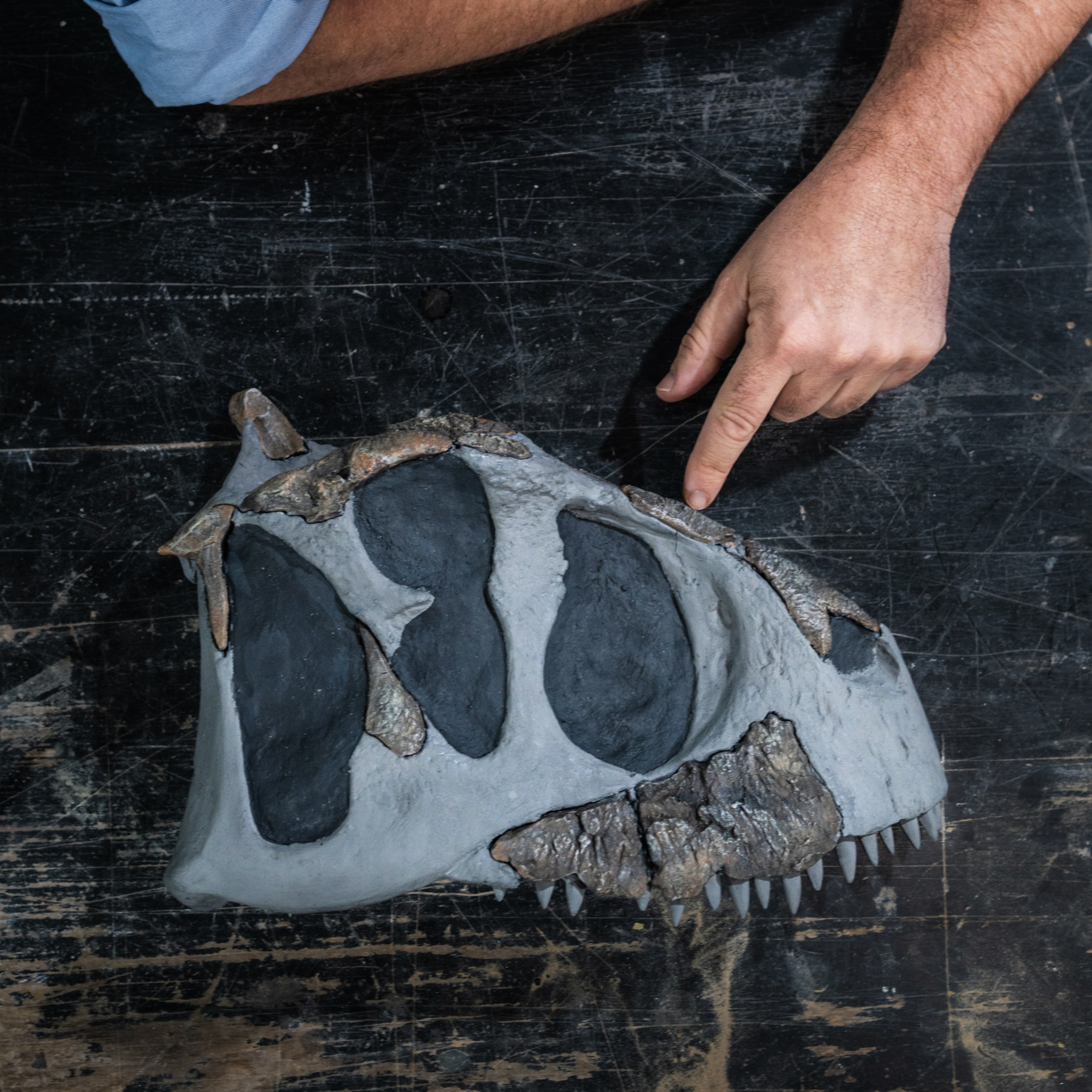 An overhead view of paleontologist, Diego Pol, pointing out features on a skull model of Koleken.
