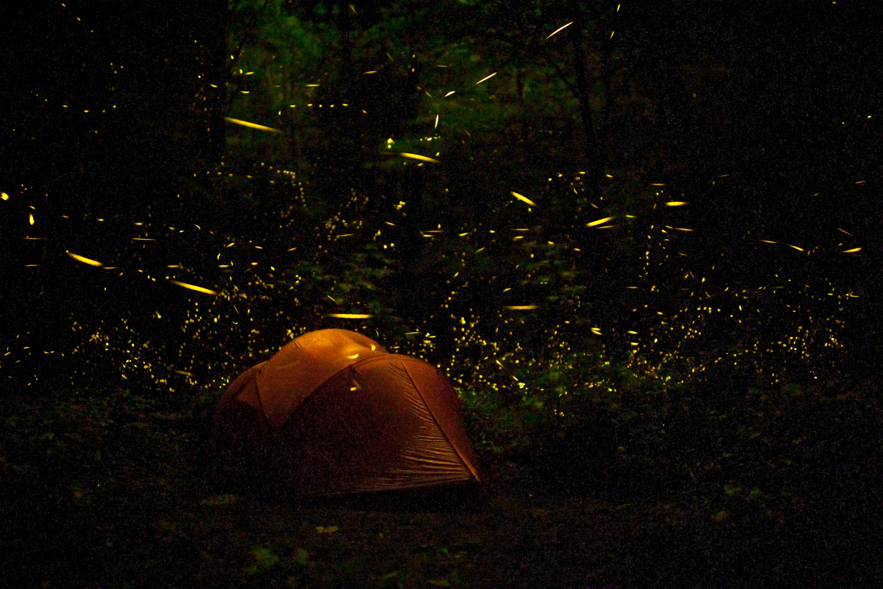 Tent at night surrounded by Fireflies (Photinus carolinus) Great Smoky Mountains National Park Tennessee