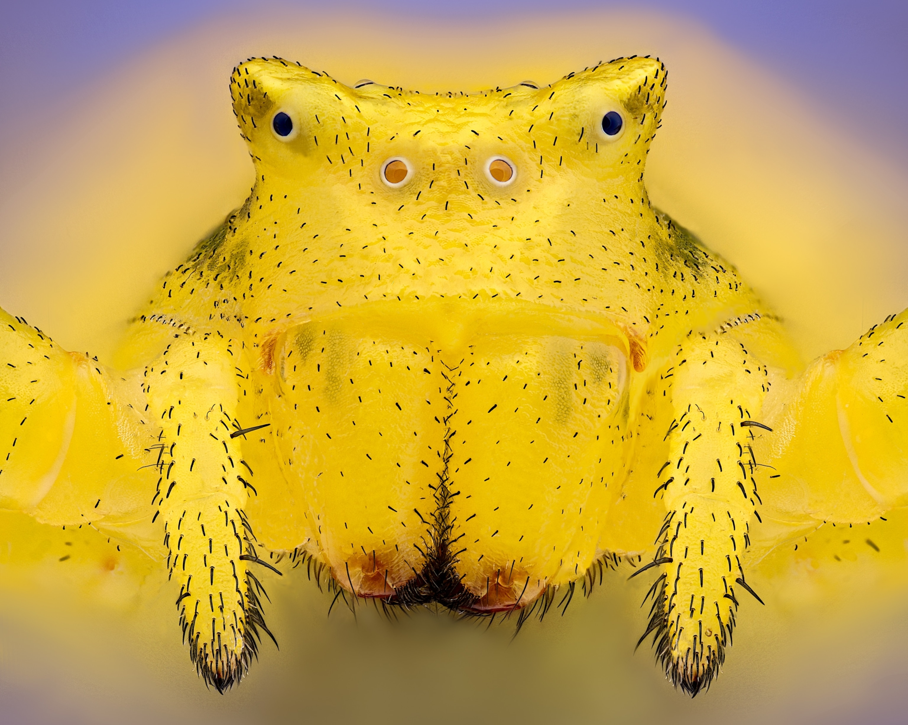 Crab spider (Thomisus onustus)