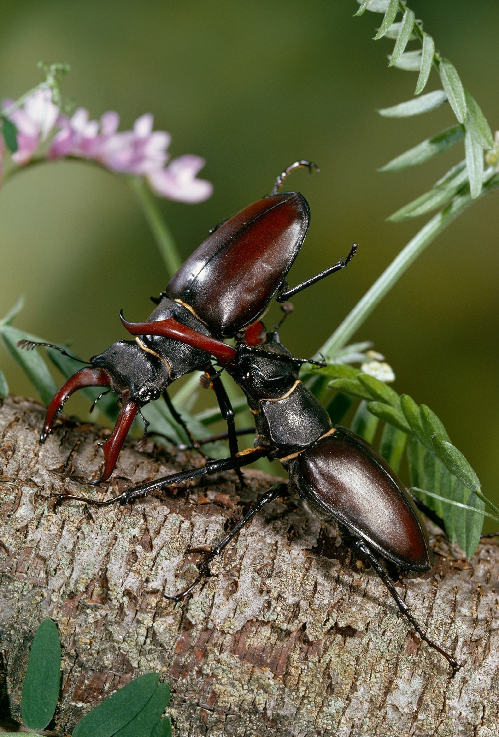 Two beetles fighting on a branch.