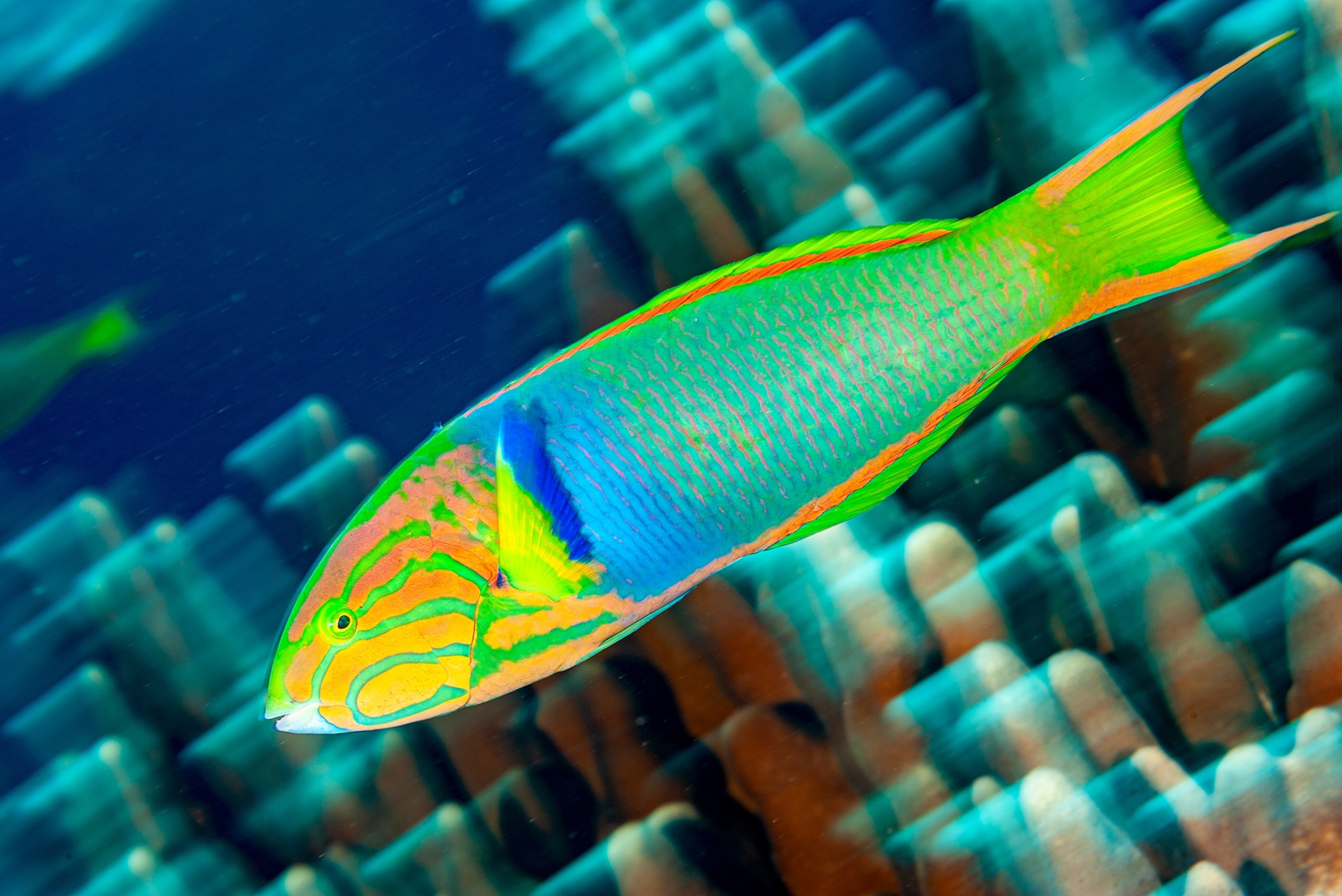 neon colored fish in orange, green and torque colors.
