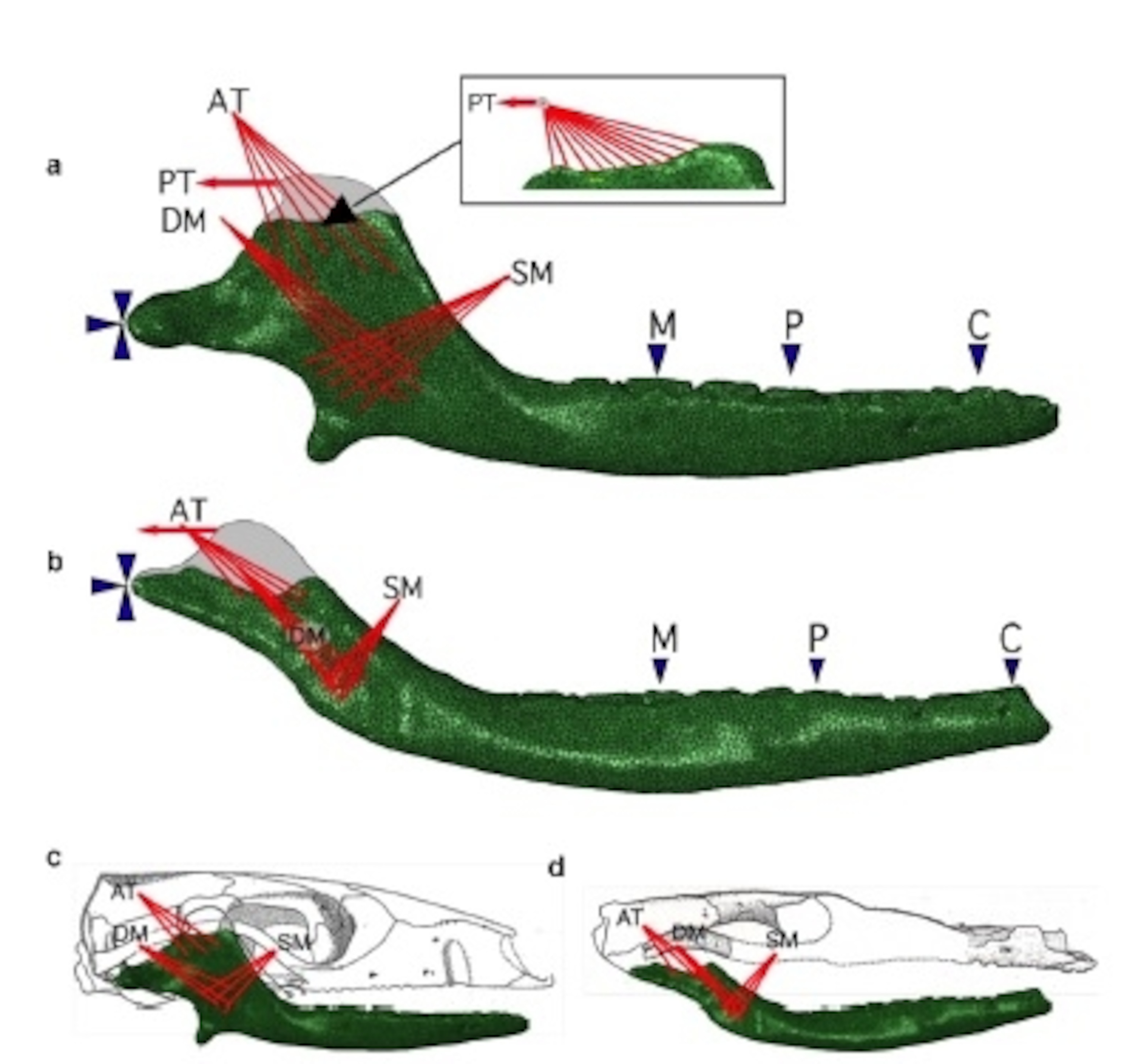The jaws and skulls of Morganucodon (a, c) and Kuehneotherium (b,d), showing muscle attachments and bite points. From Gill et al. 2014.