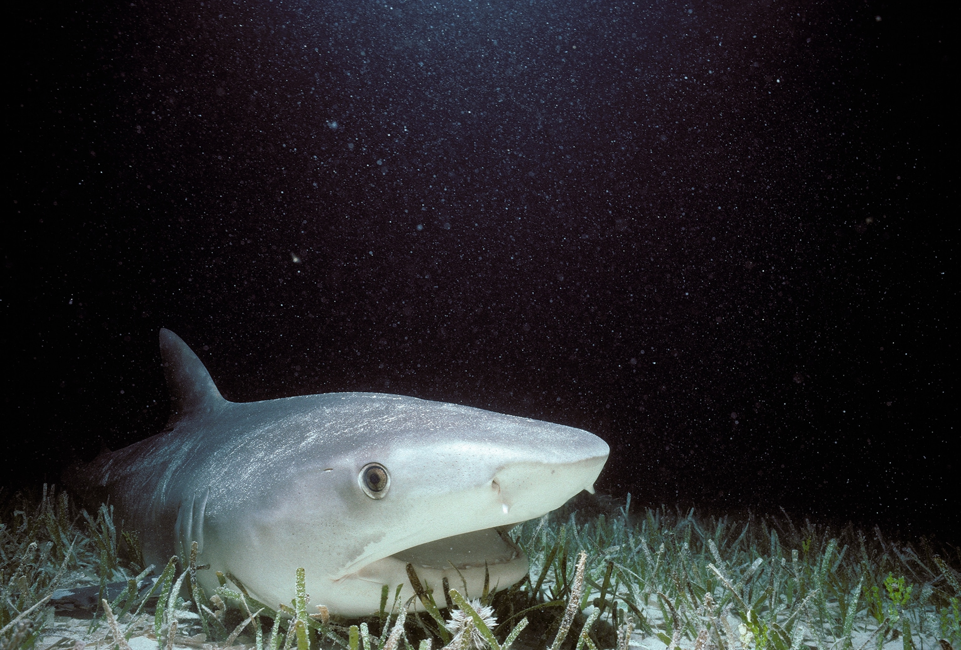 A tiger shark on a seabed darkness in the background.