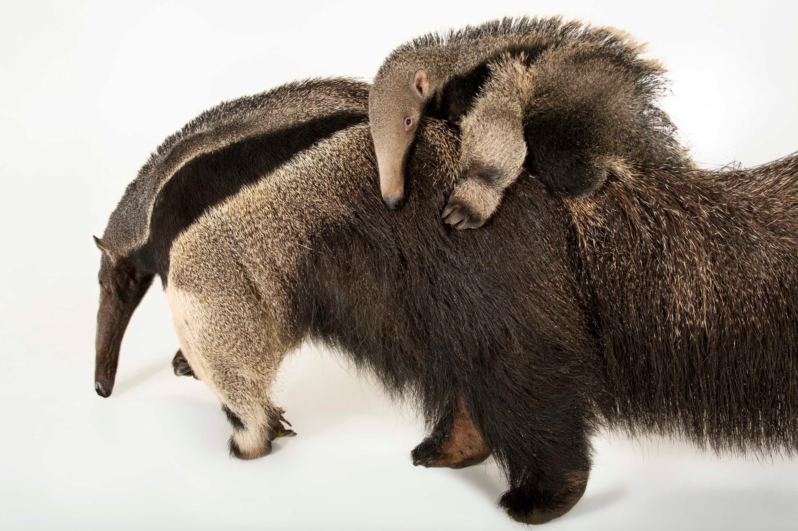 giant anteater mother and pup