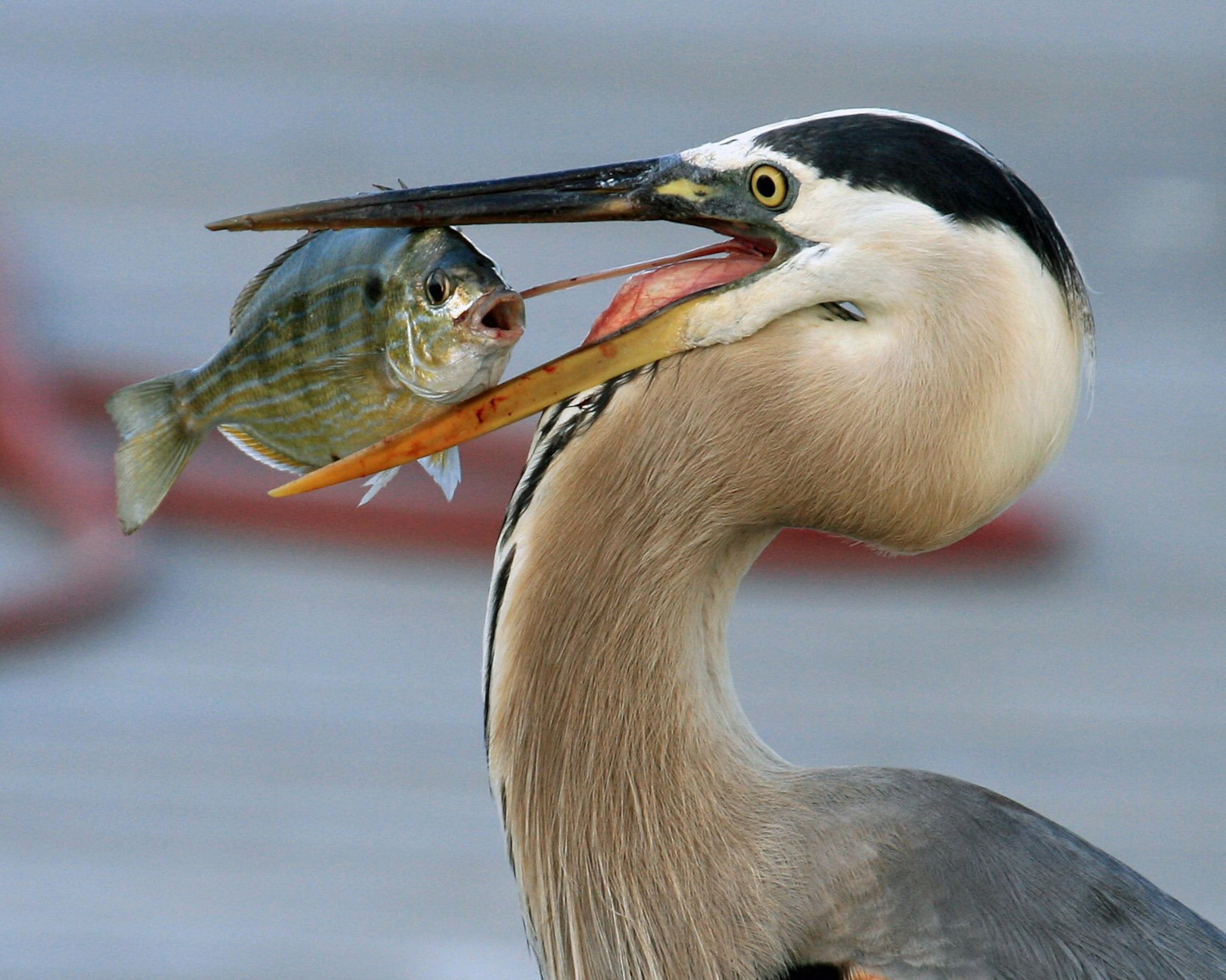 heron