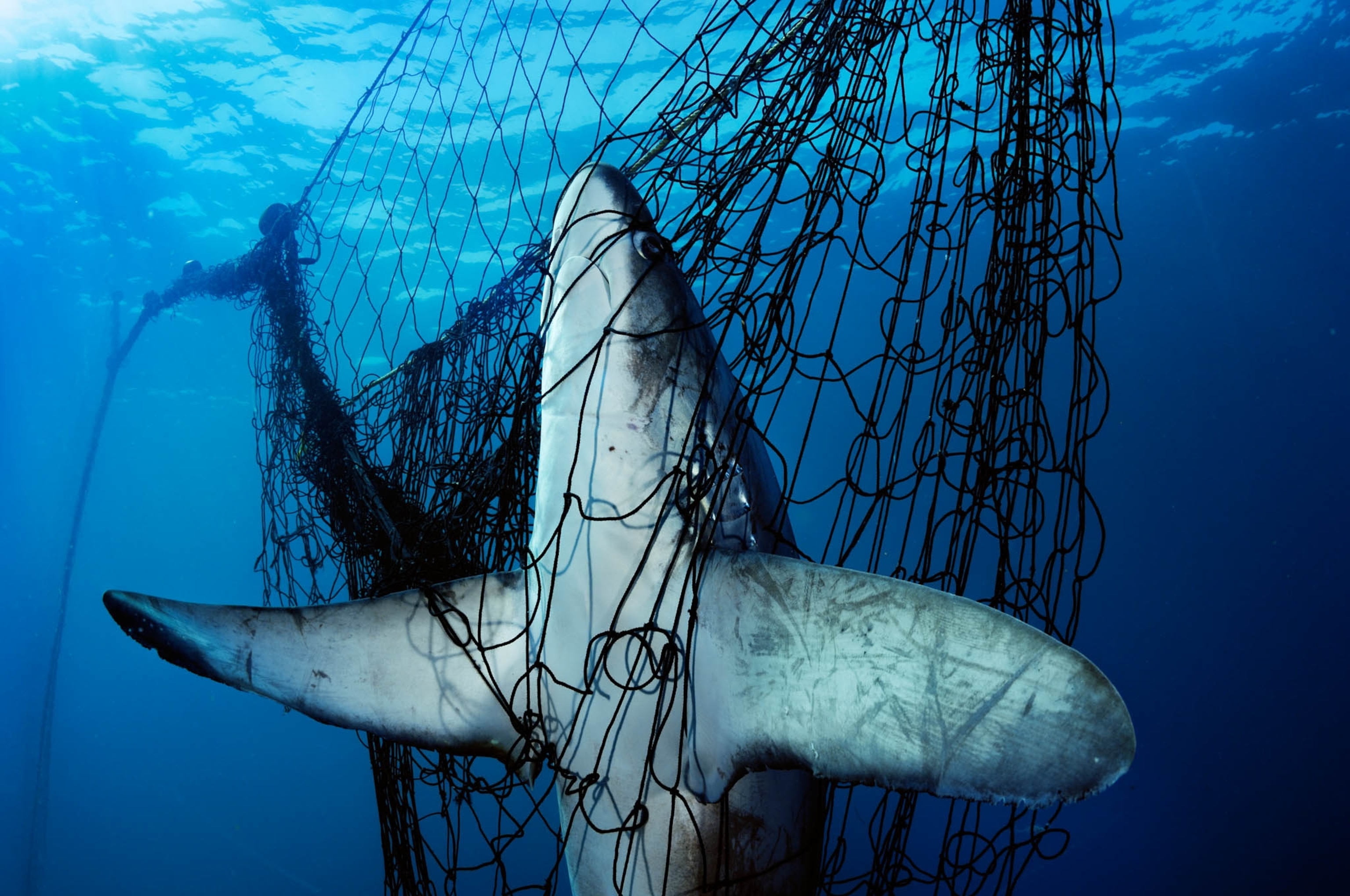 A thrasher shark is fatally caught in a net.