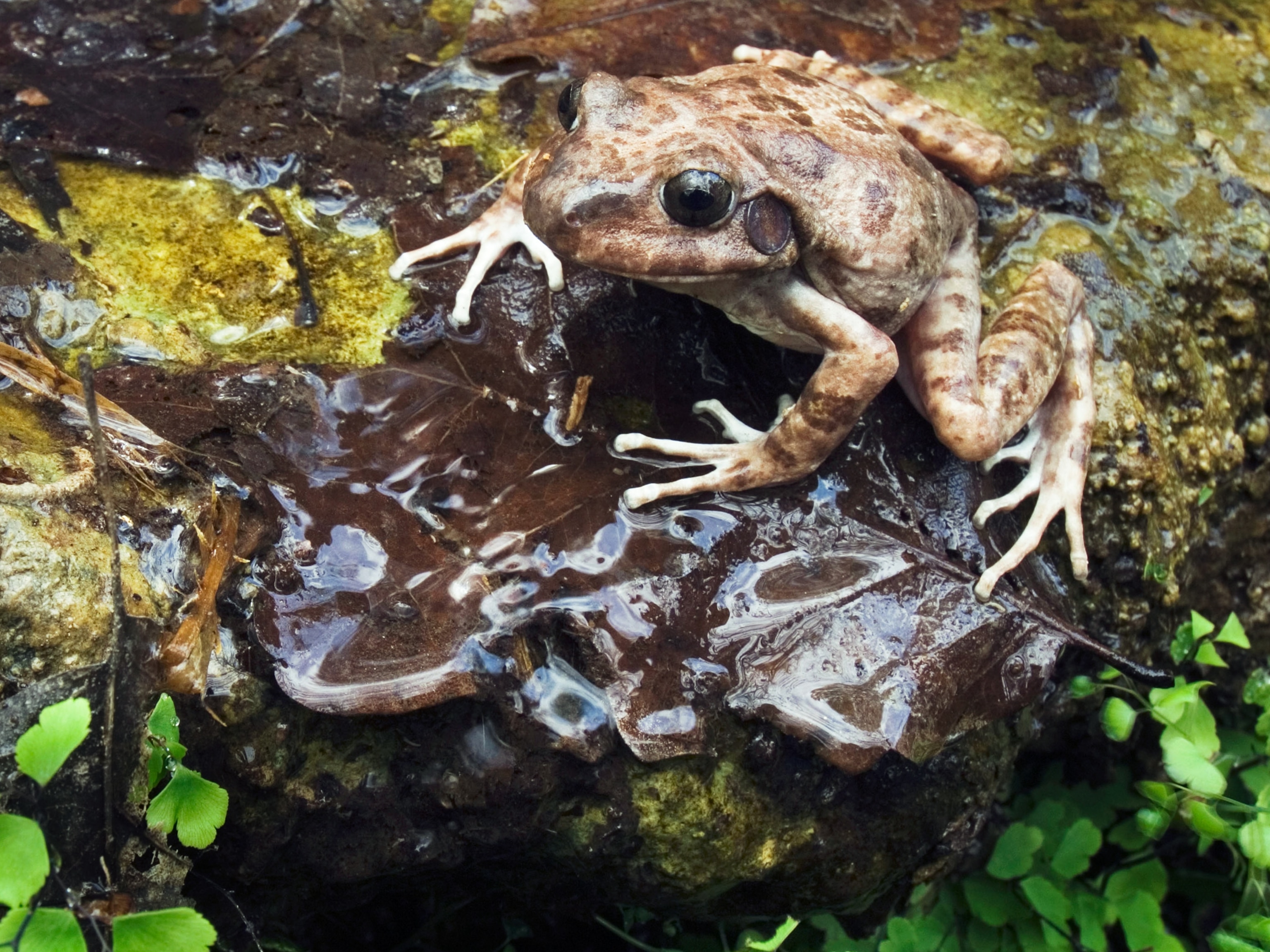 Barking frog picture: for a Father's Day gallery on best animal dads