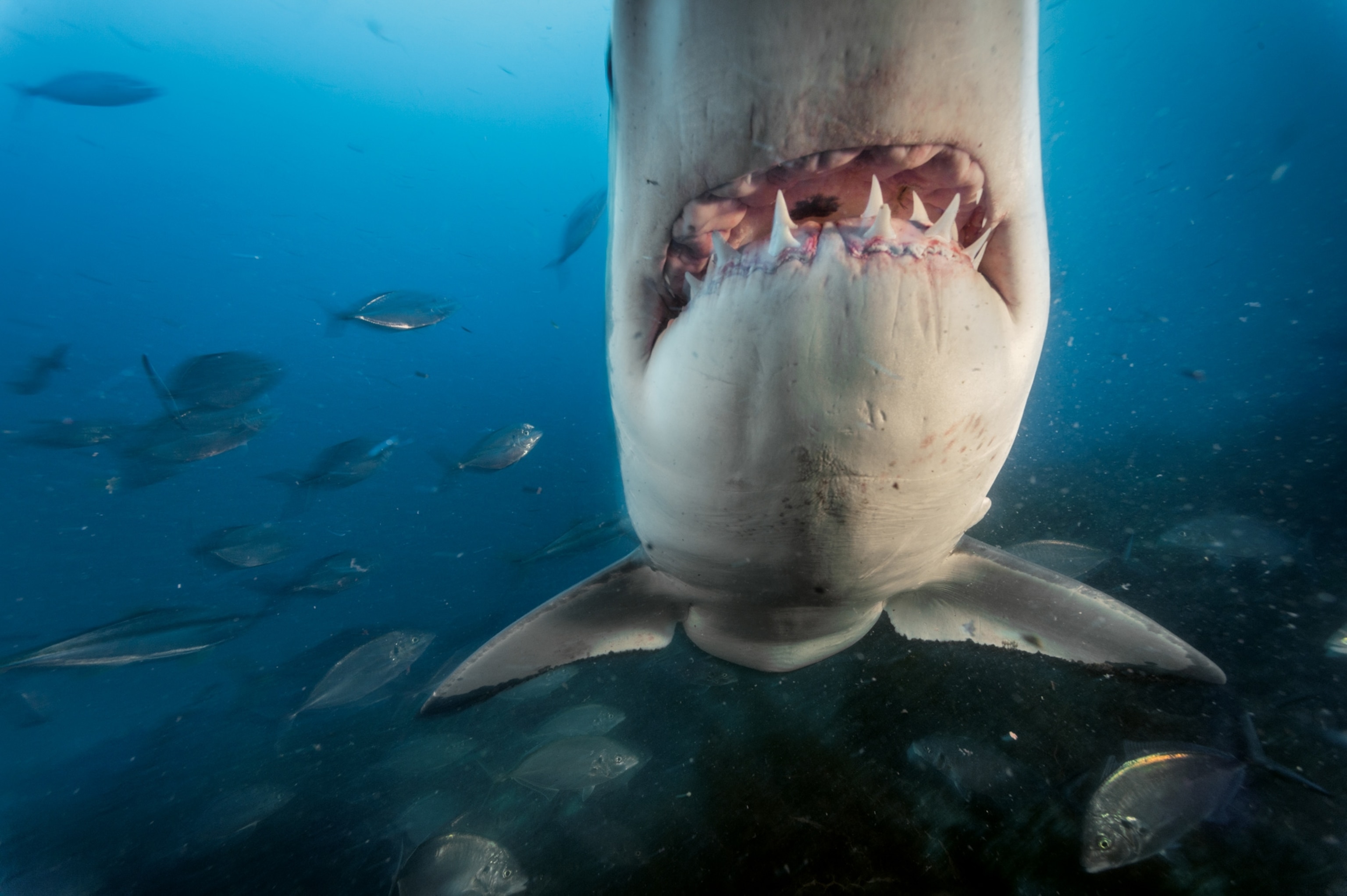 great white shark