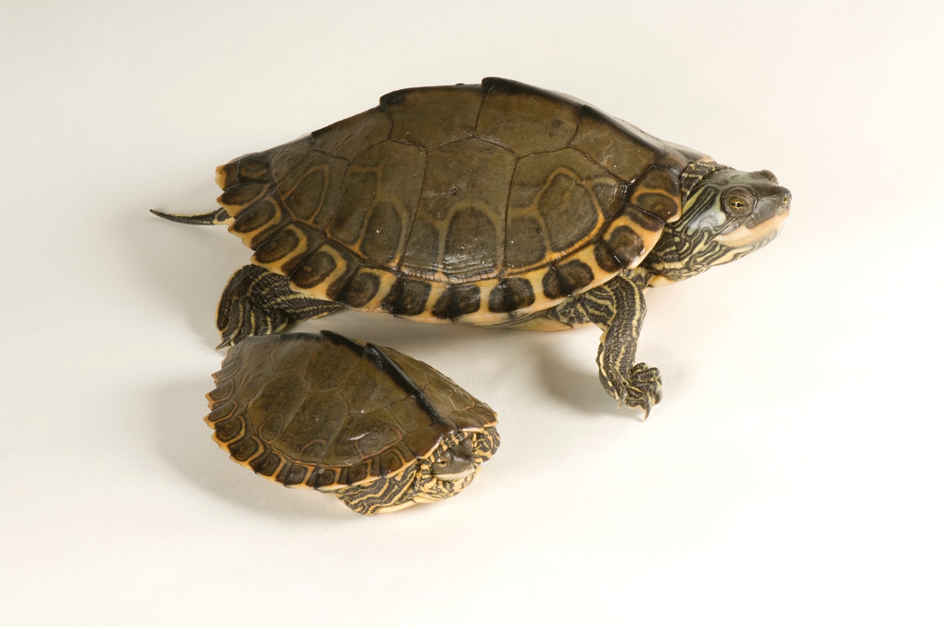Pearl River map turtles