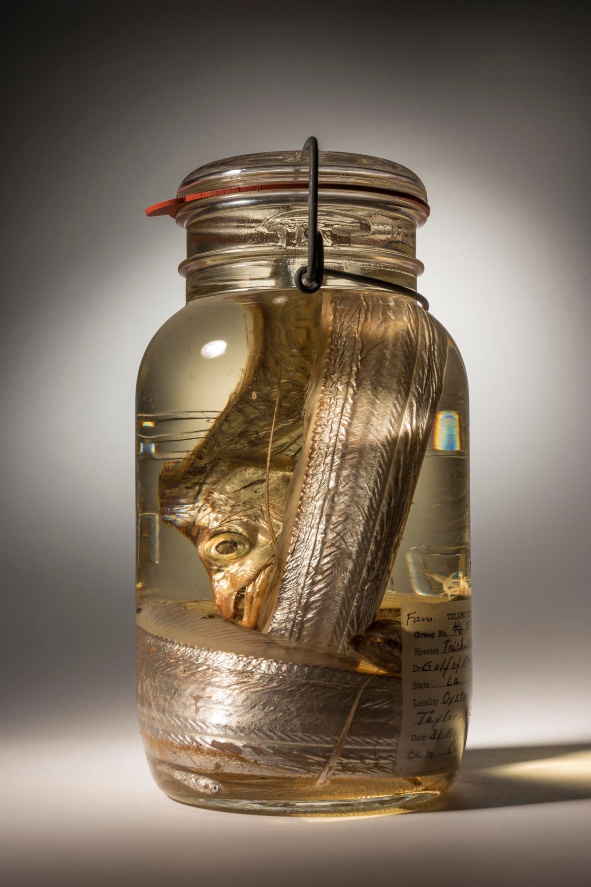 a Largehead hairtail in a jar