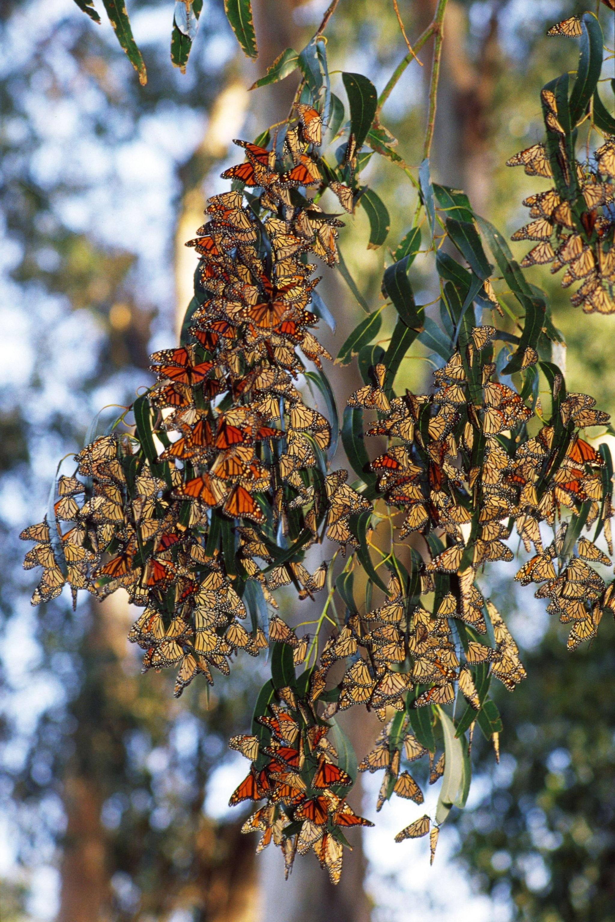 Large amounts of Monarchs on a tree.