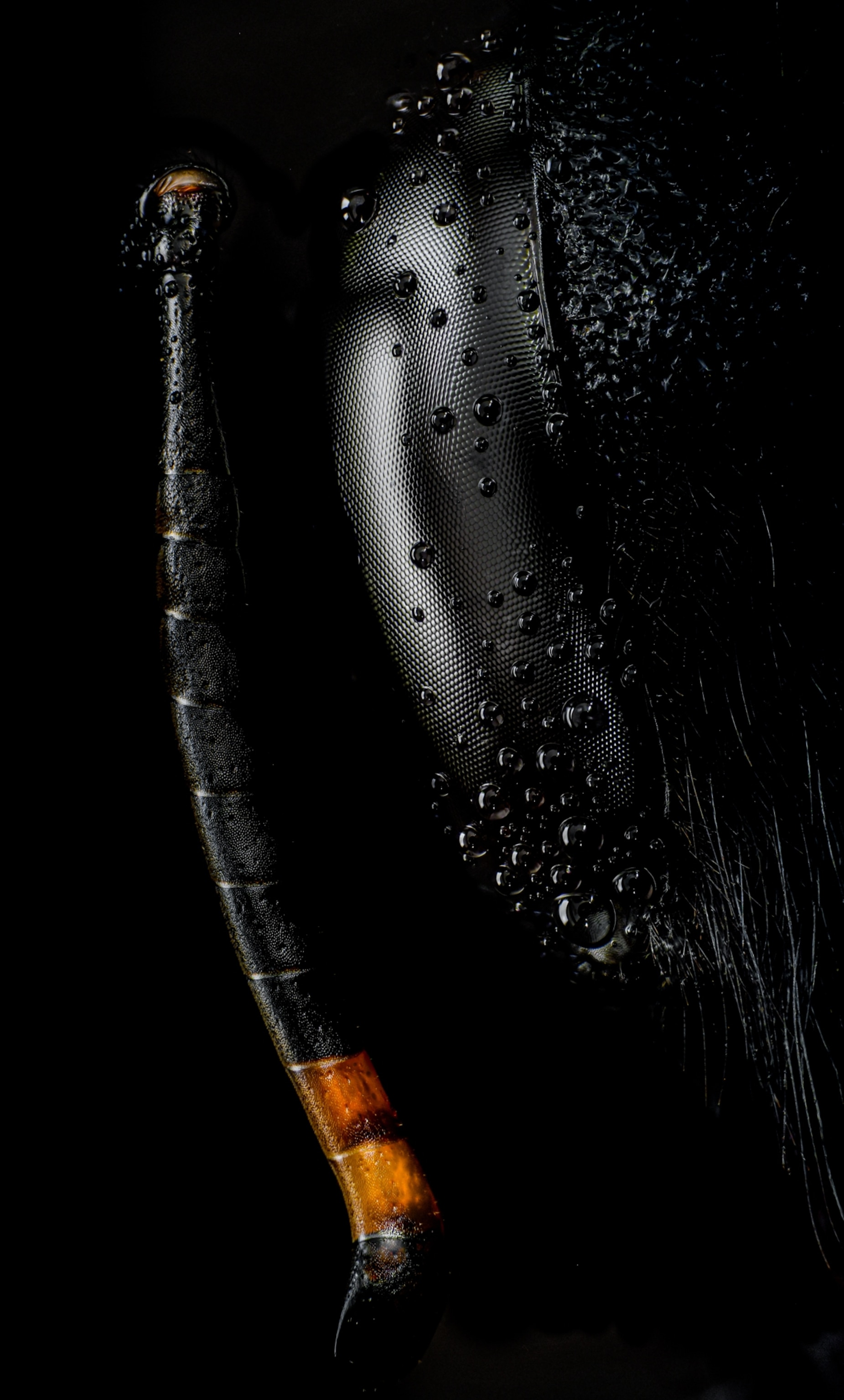 The head and antenna of a carpenter bee up close; droplets of liquid cling to the black textured eye of the bee.