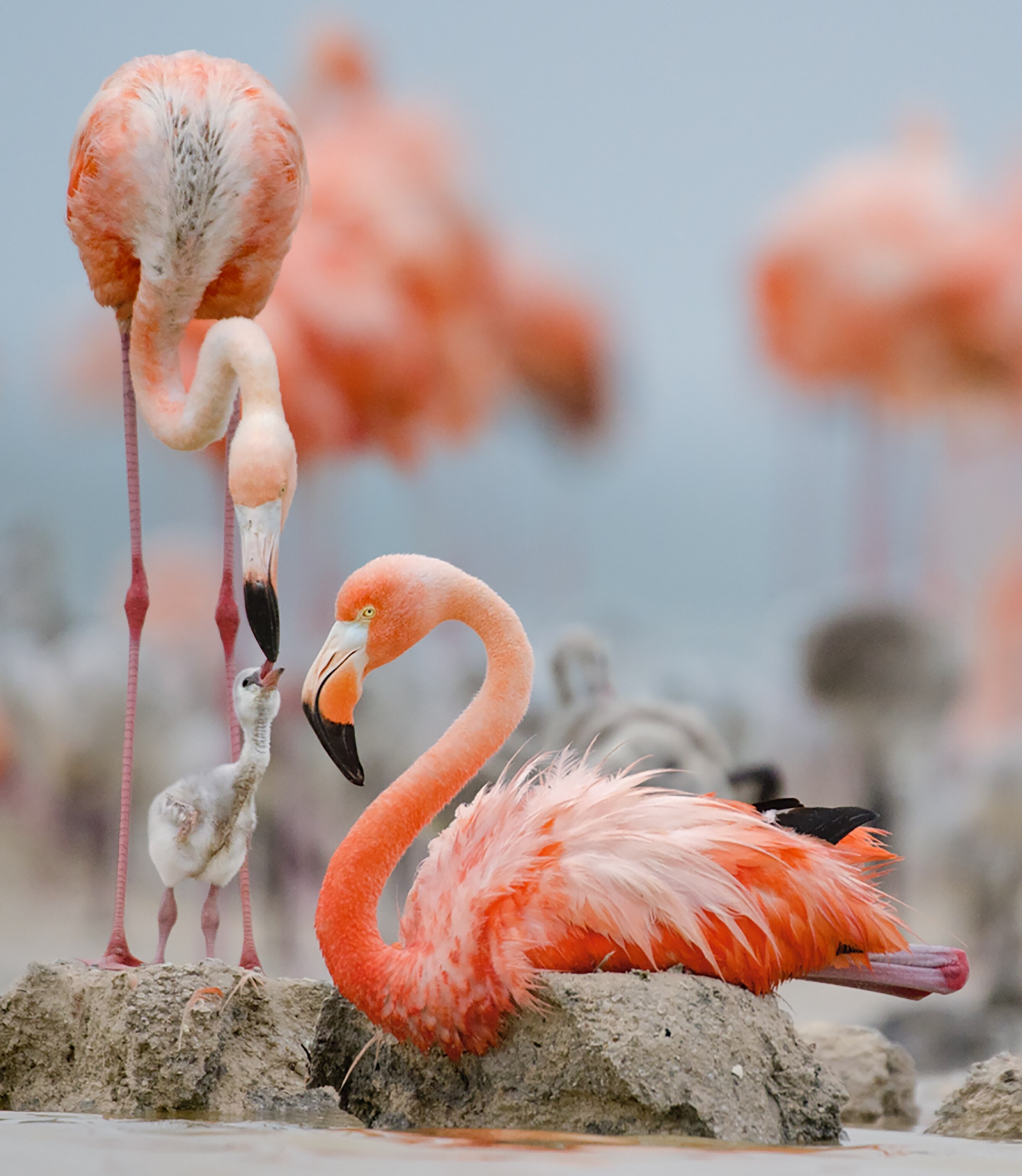 Flamingo Family
